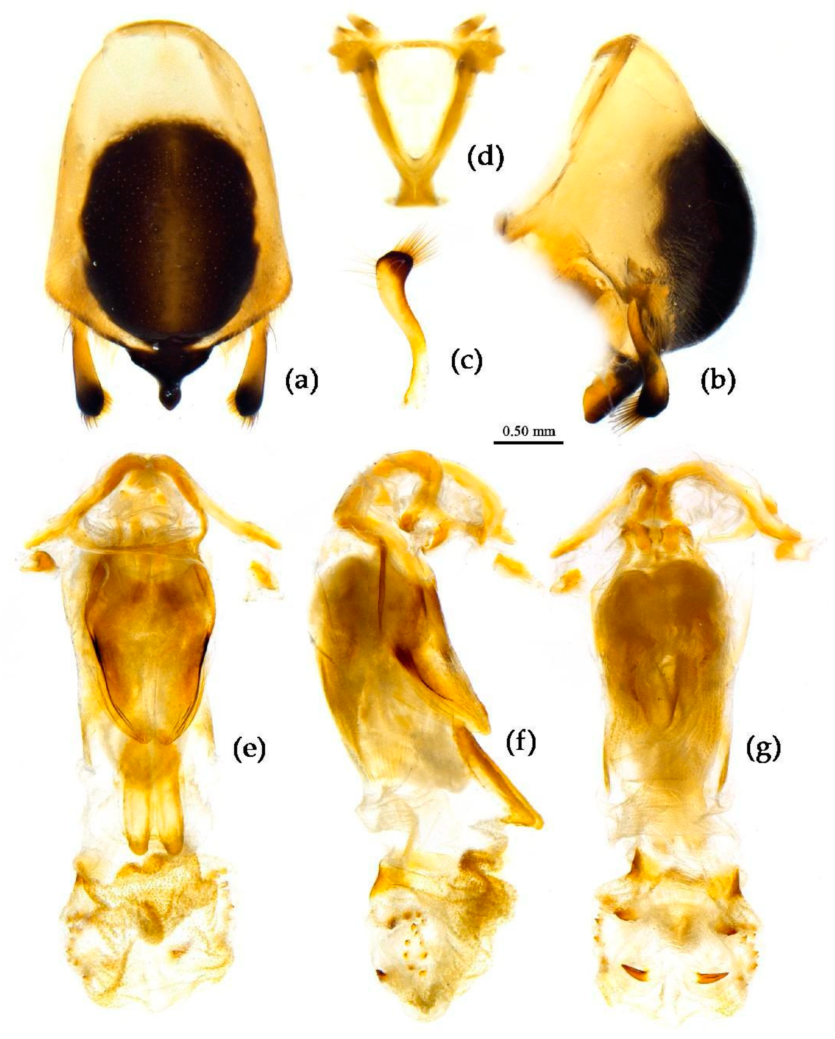 Preprints 83308 g020