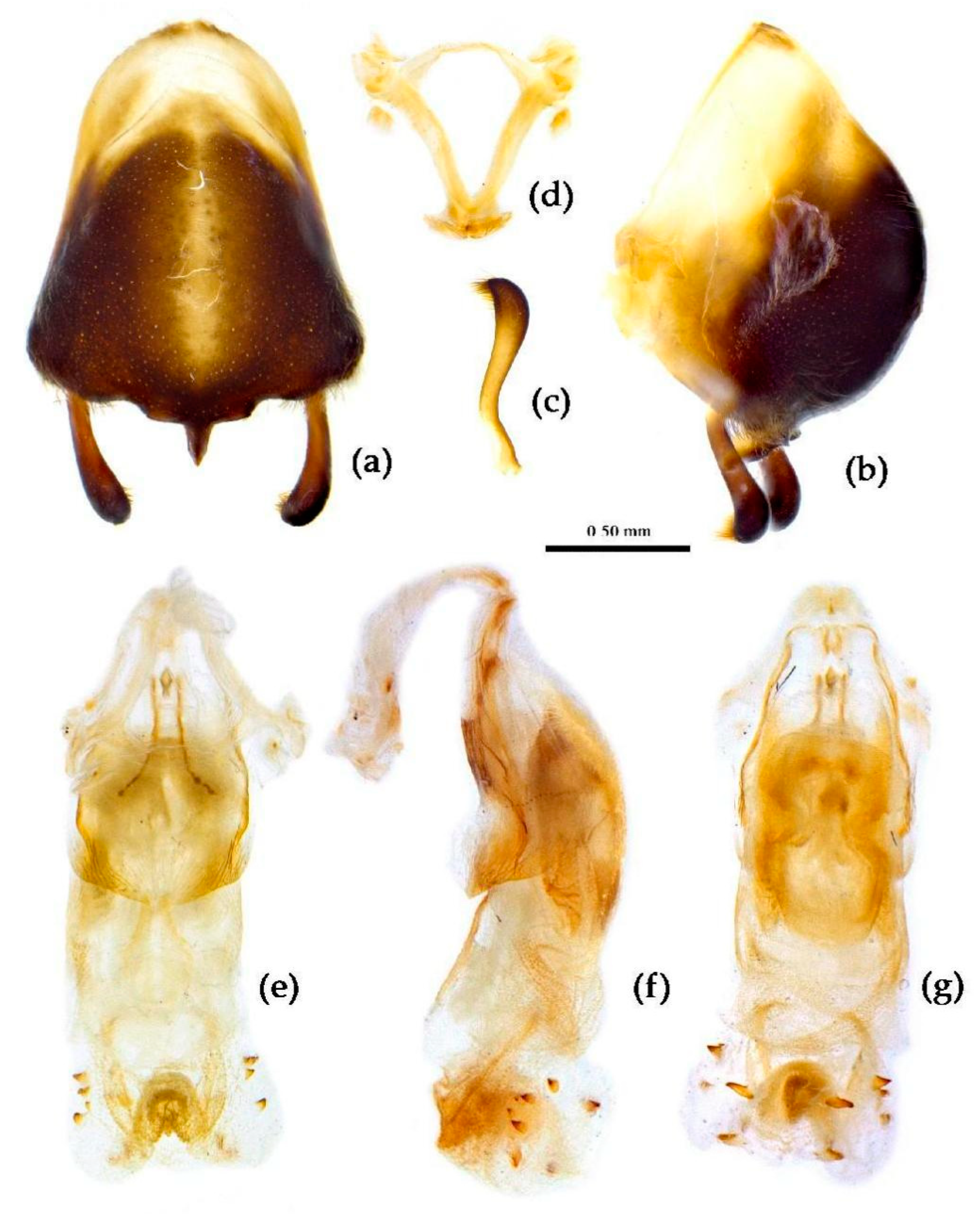 Preprints 83308 g026