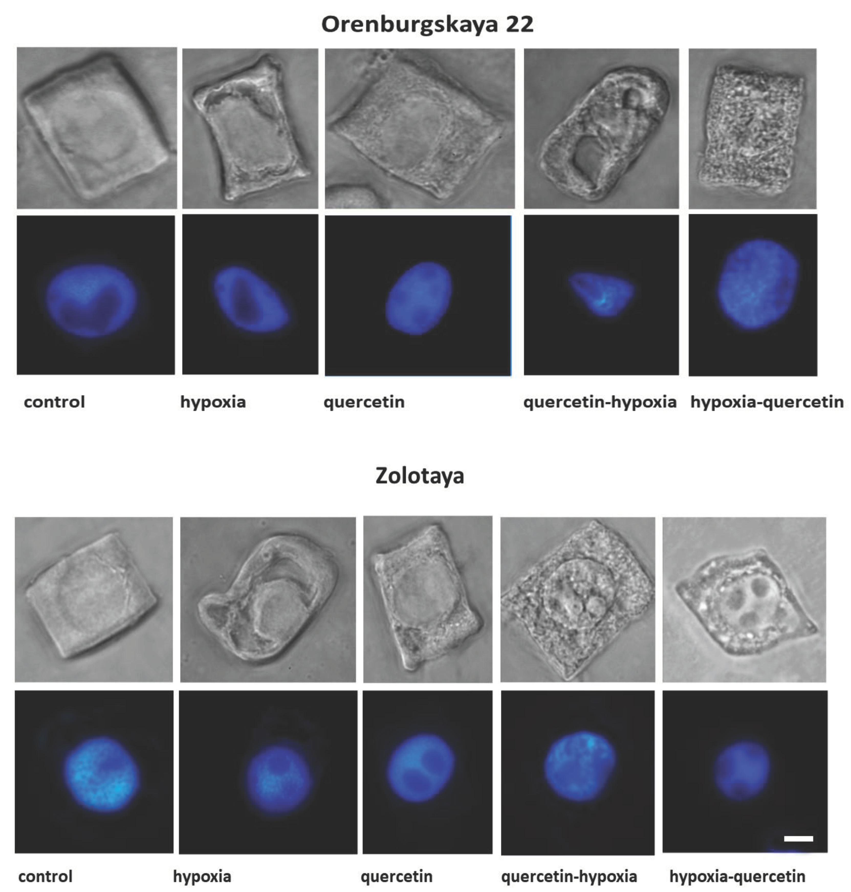 Preprints 102886 g002