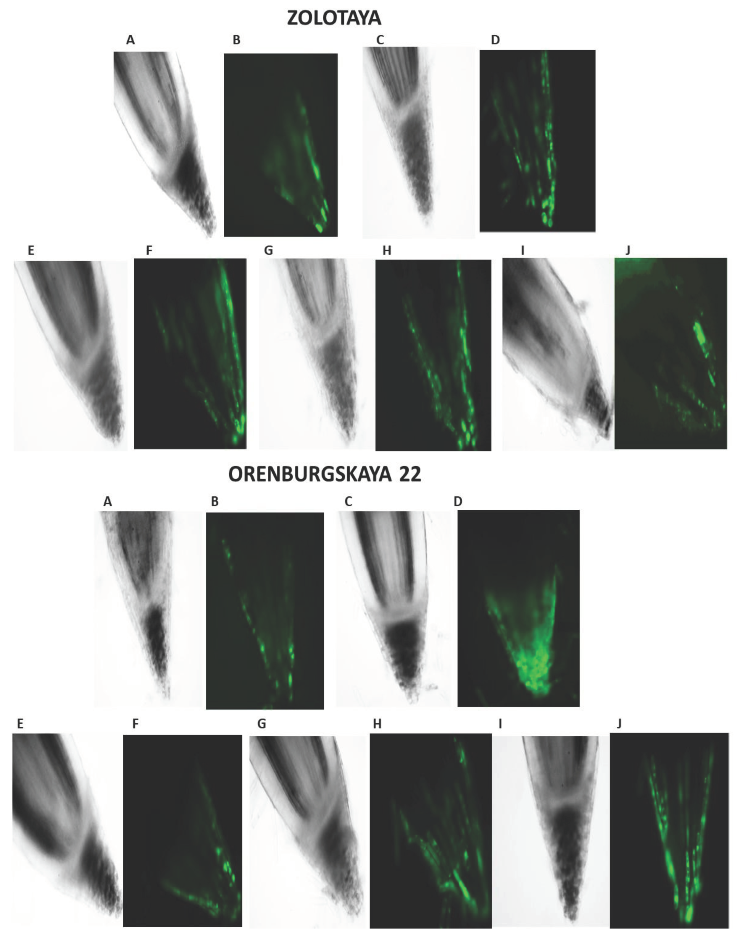 Preprints 102886 g003