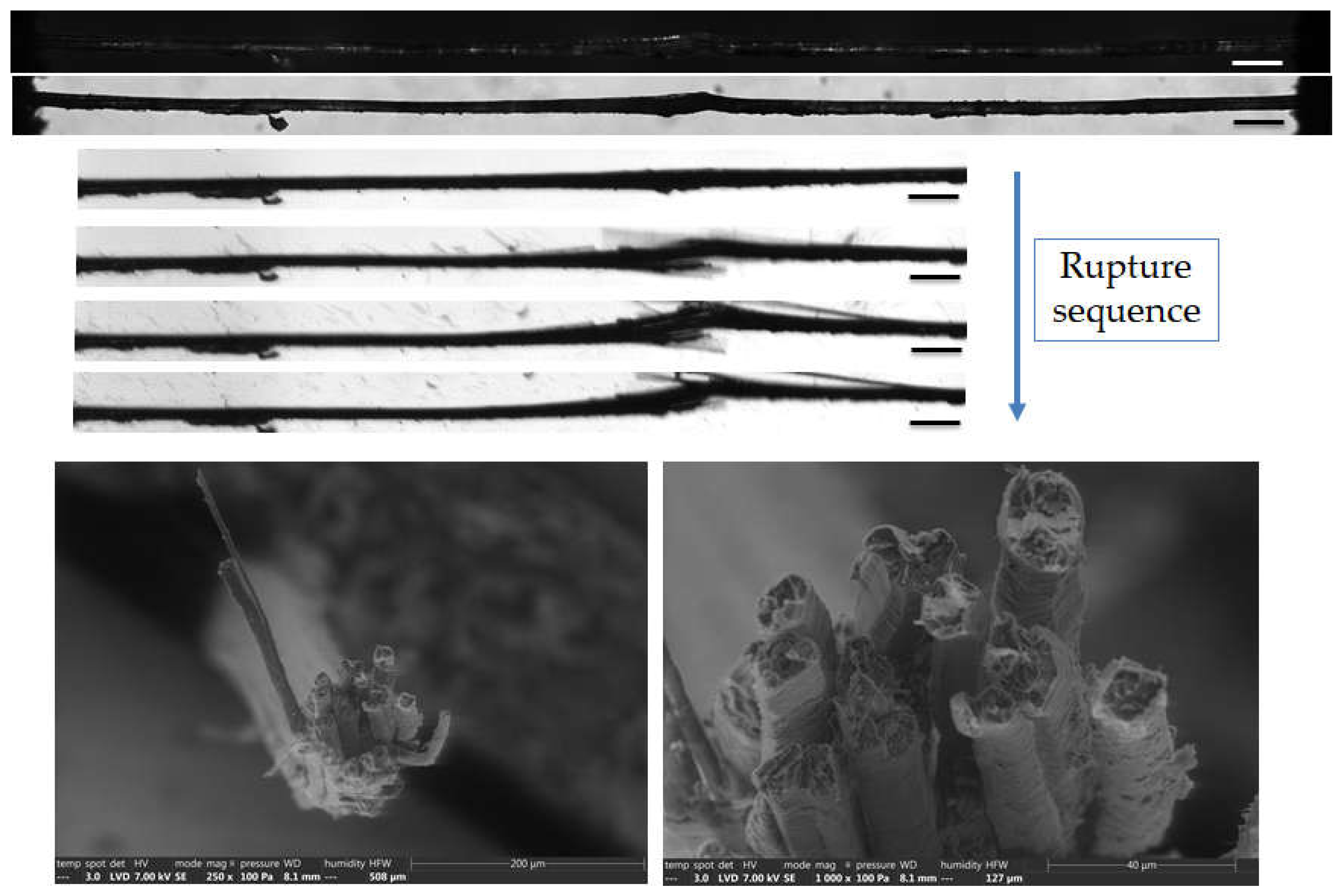 Preprints 74976 g011