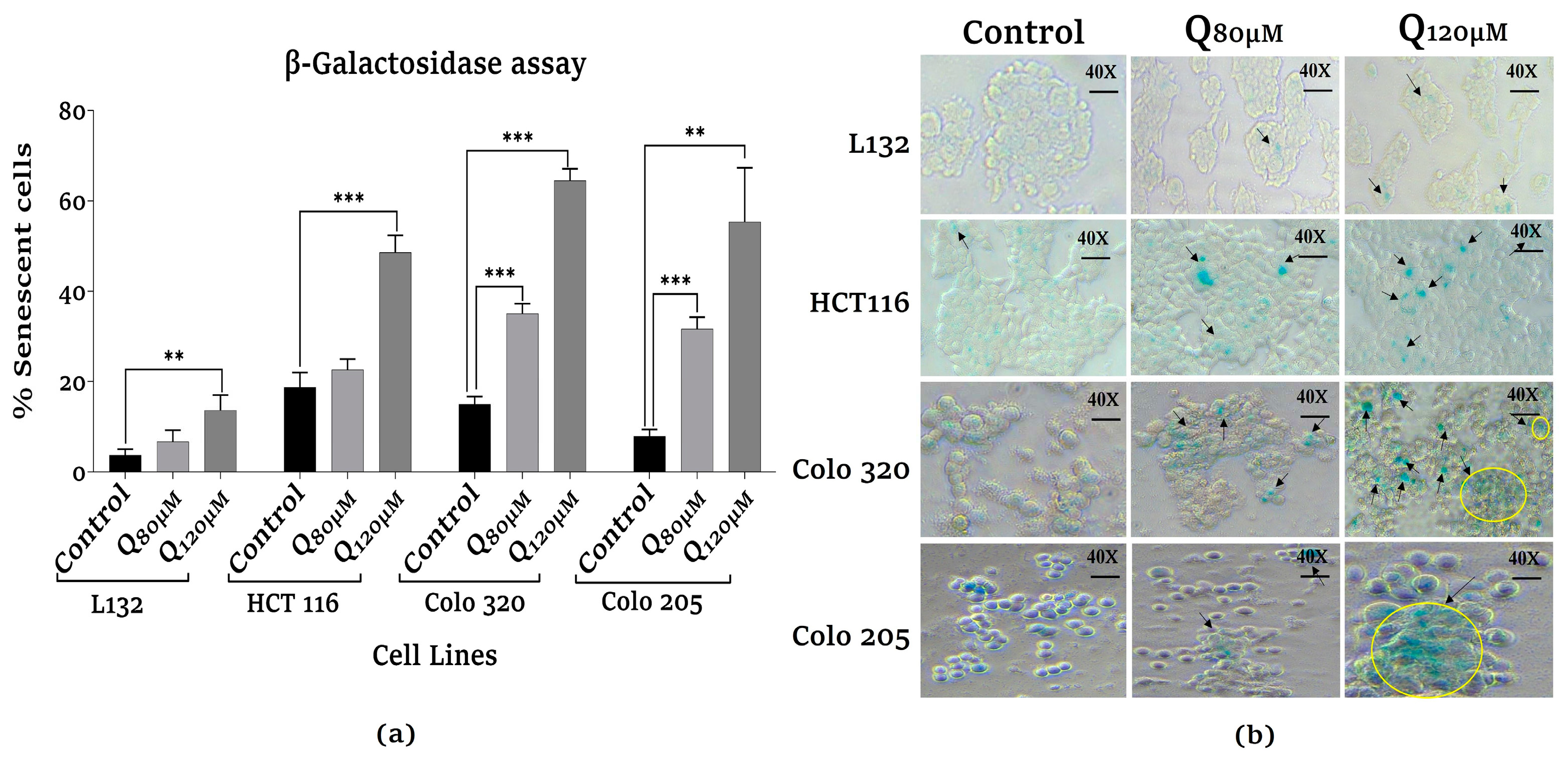 Preprints 81264 g002