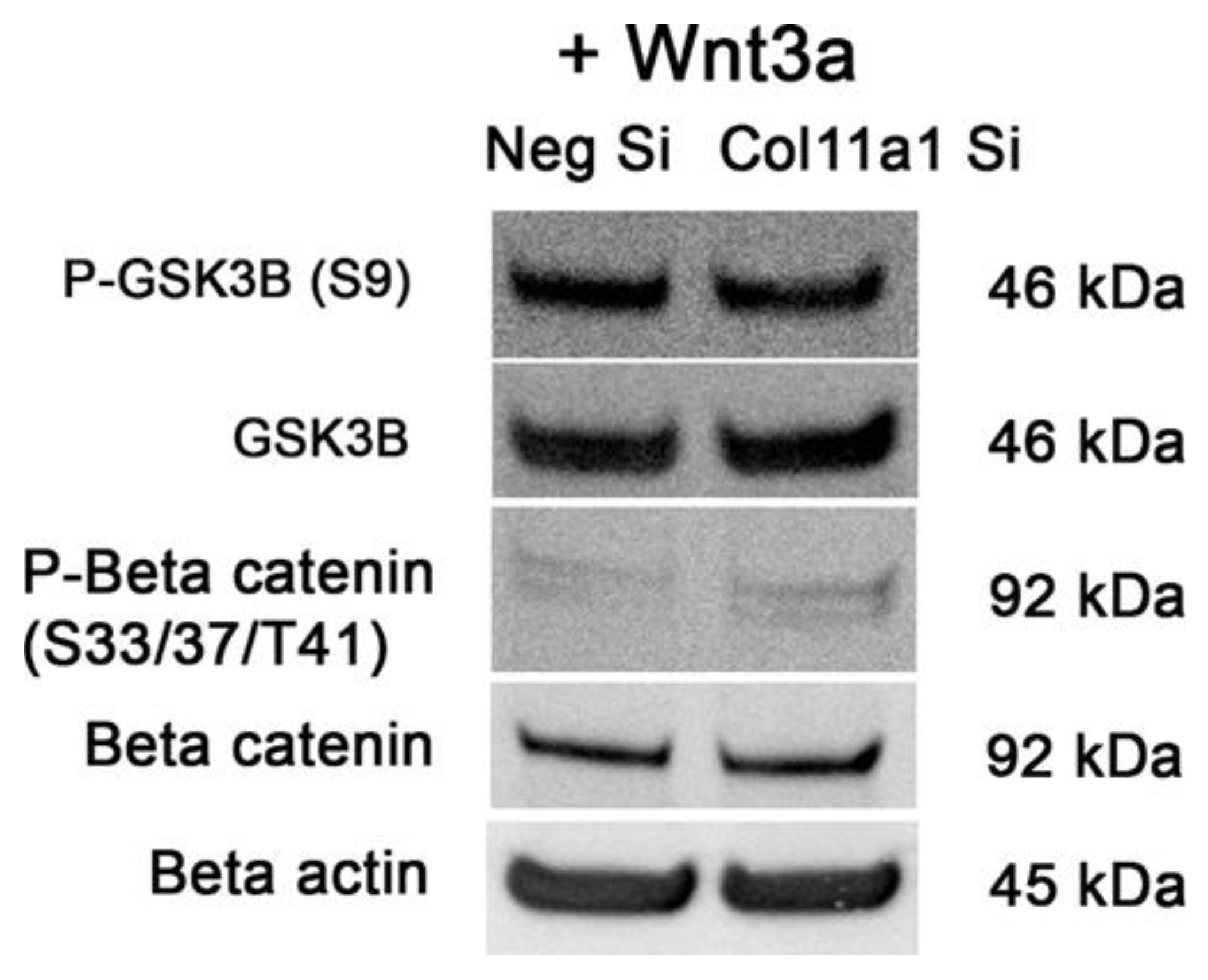 Preprints 66685 g009