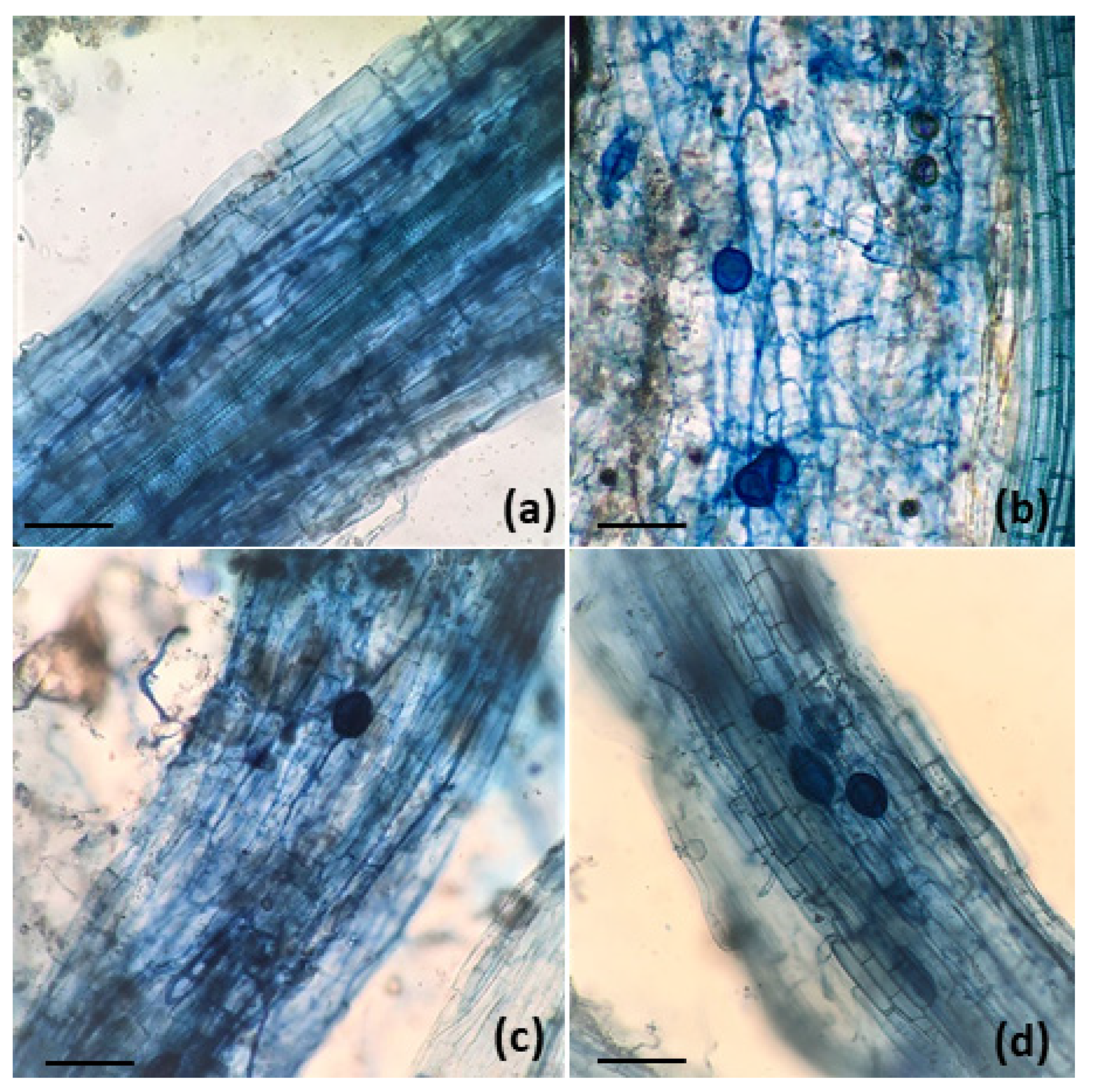 Preprints 118968 g003