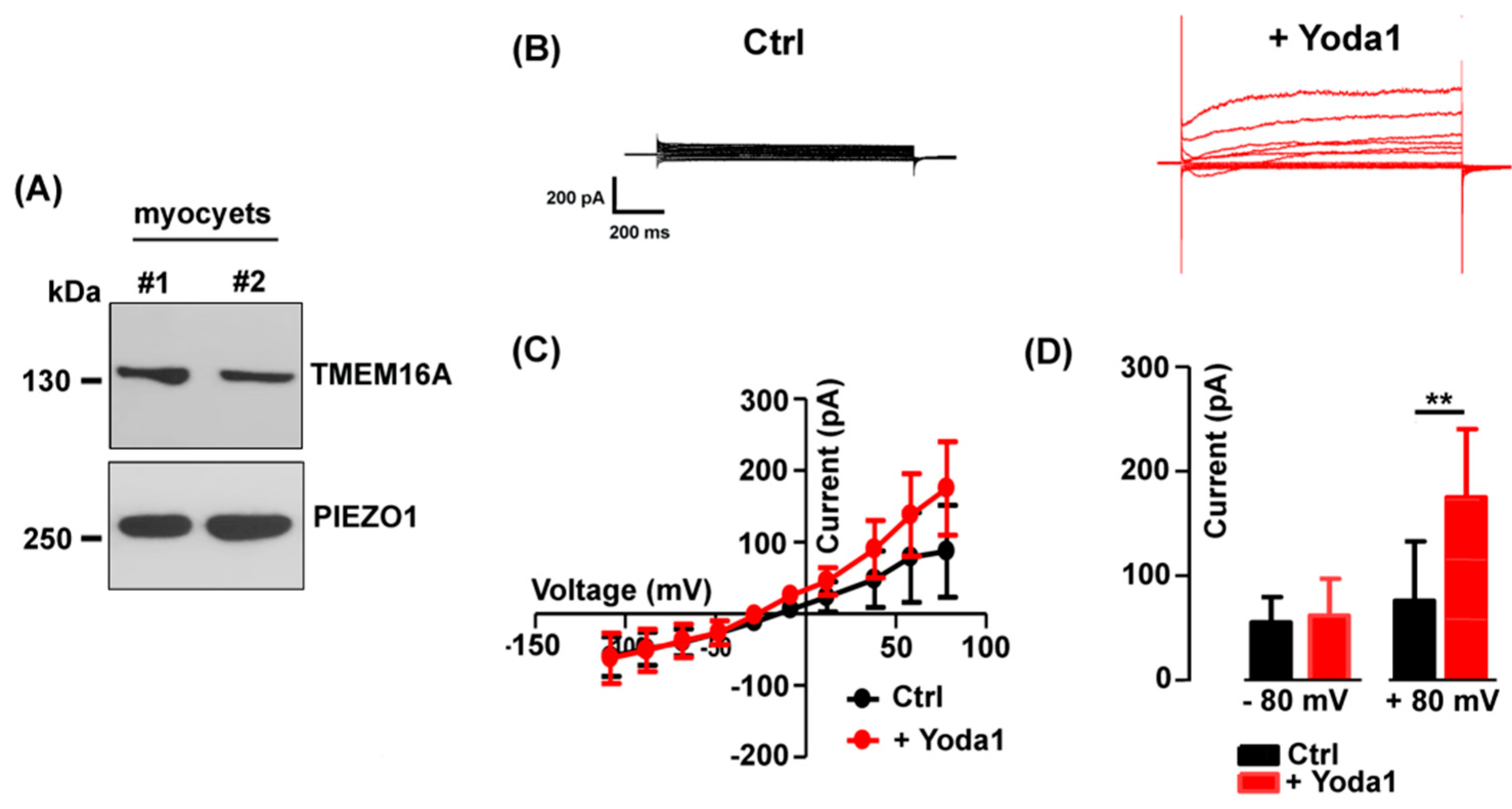 Preprints 96726 g005