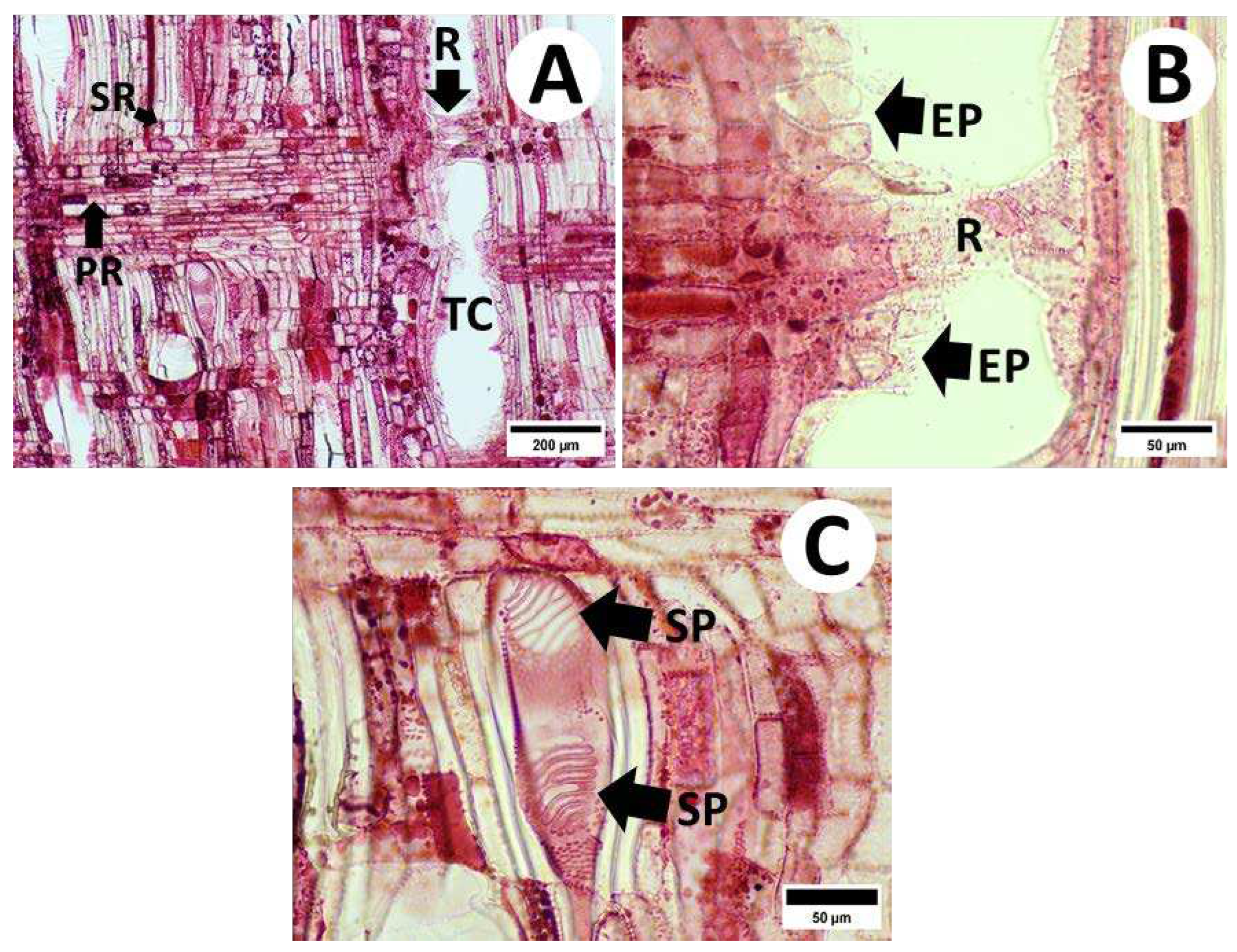 Preprints 98494 g003