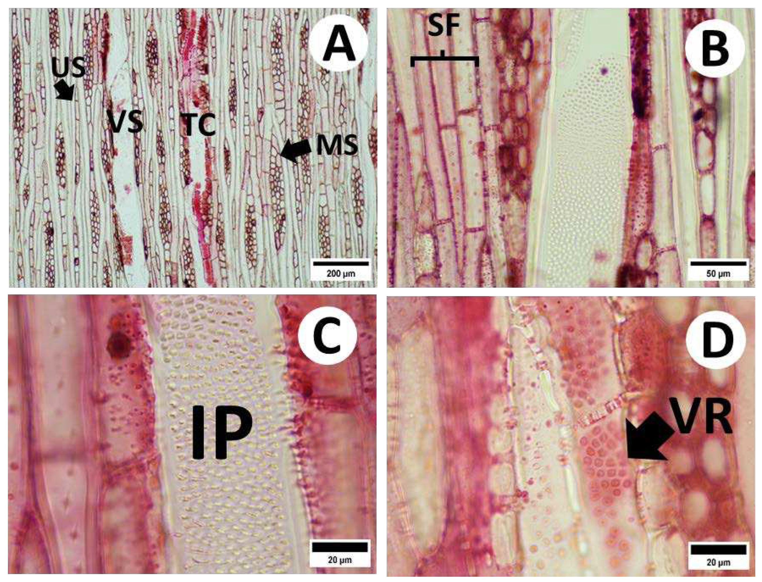 Preprints 98494 g004