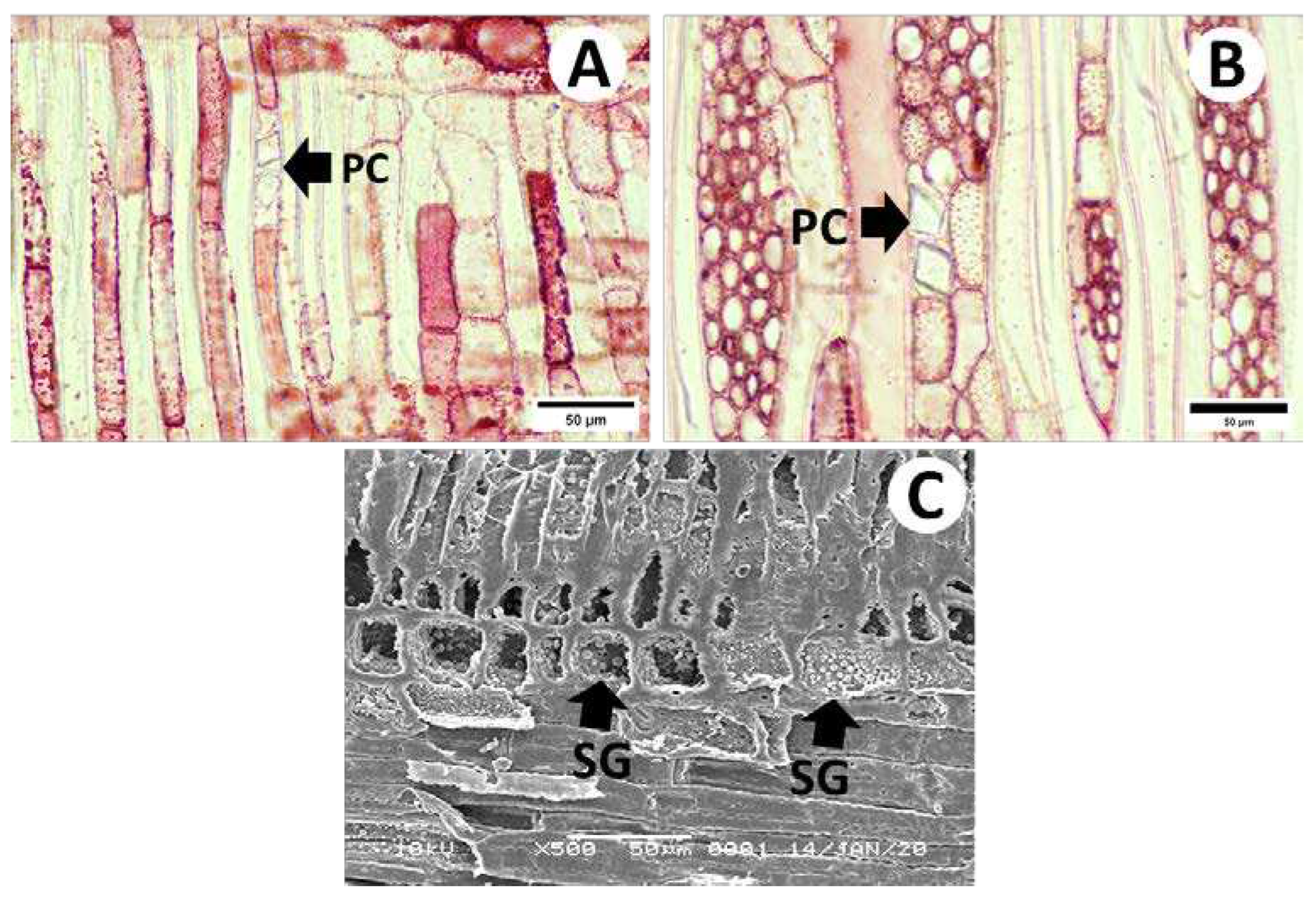 Preprints 98494 g005