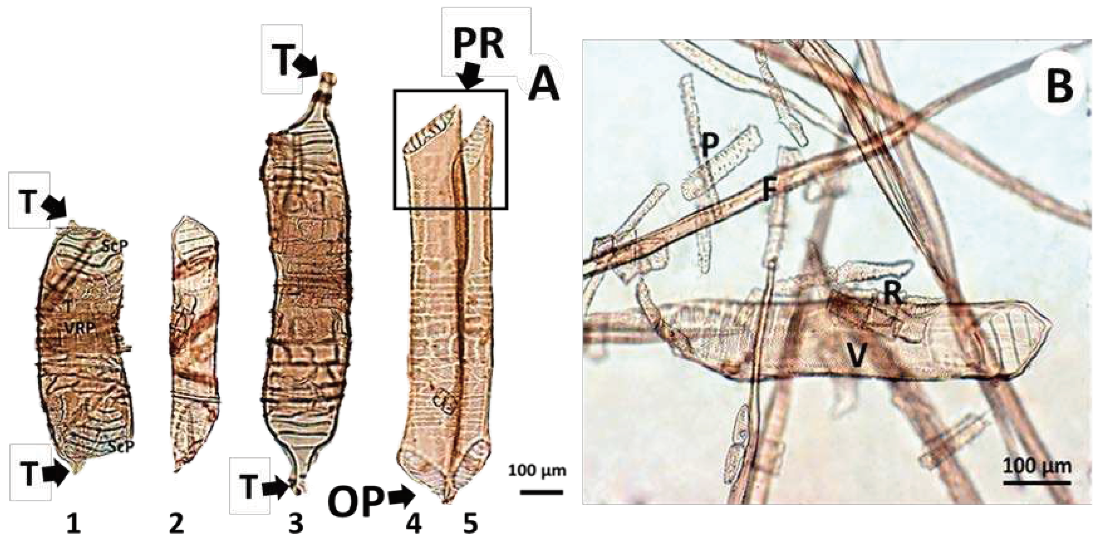 Preprints 98494 g006