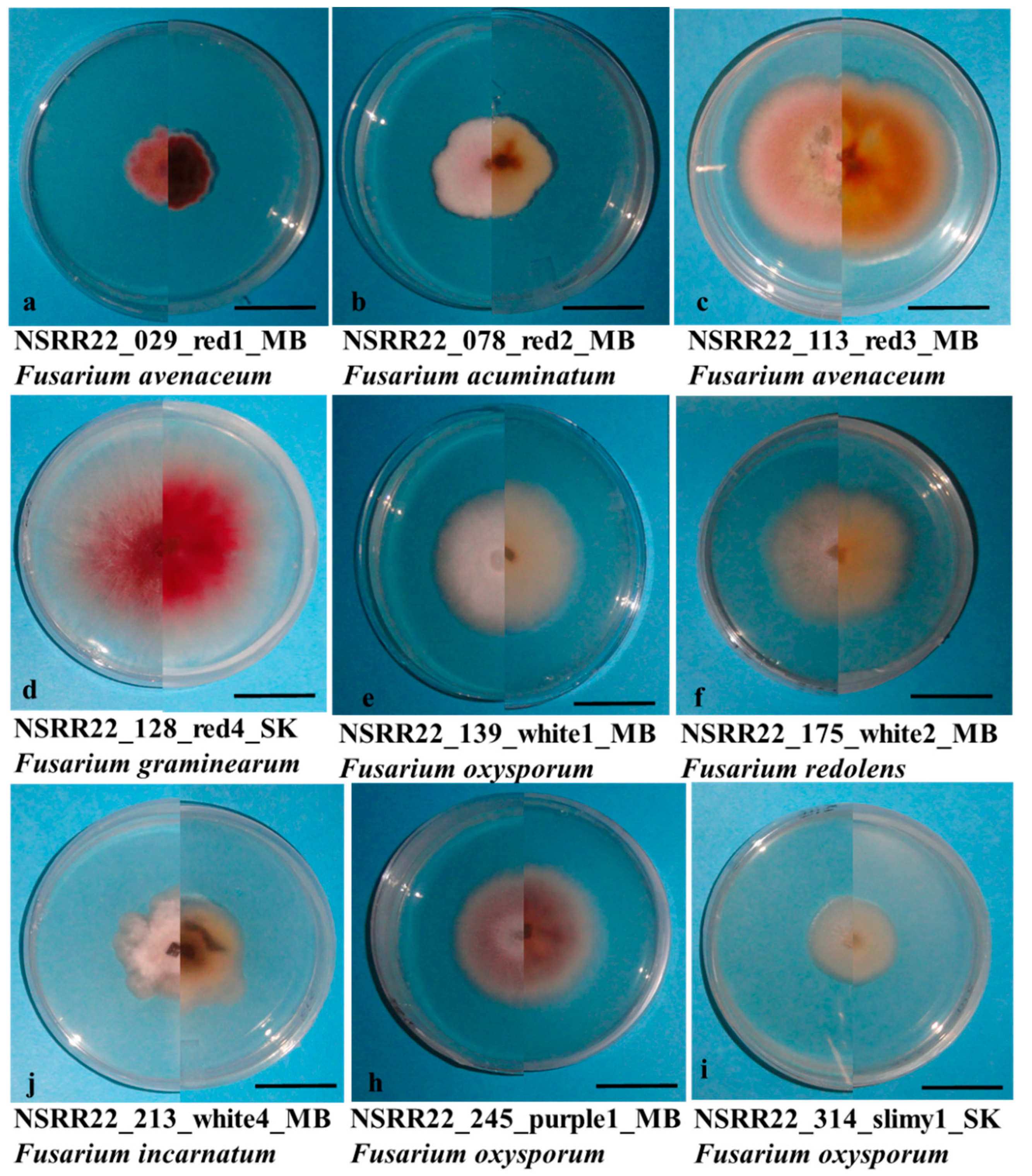 Preprints 91213 g004