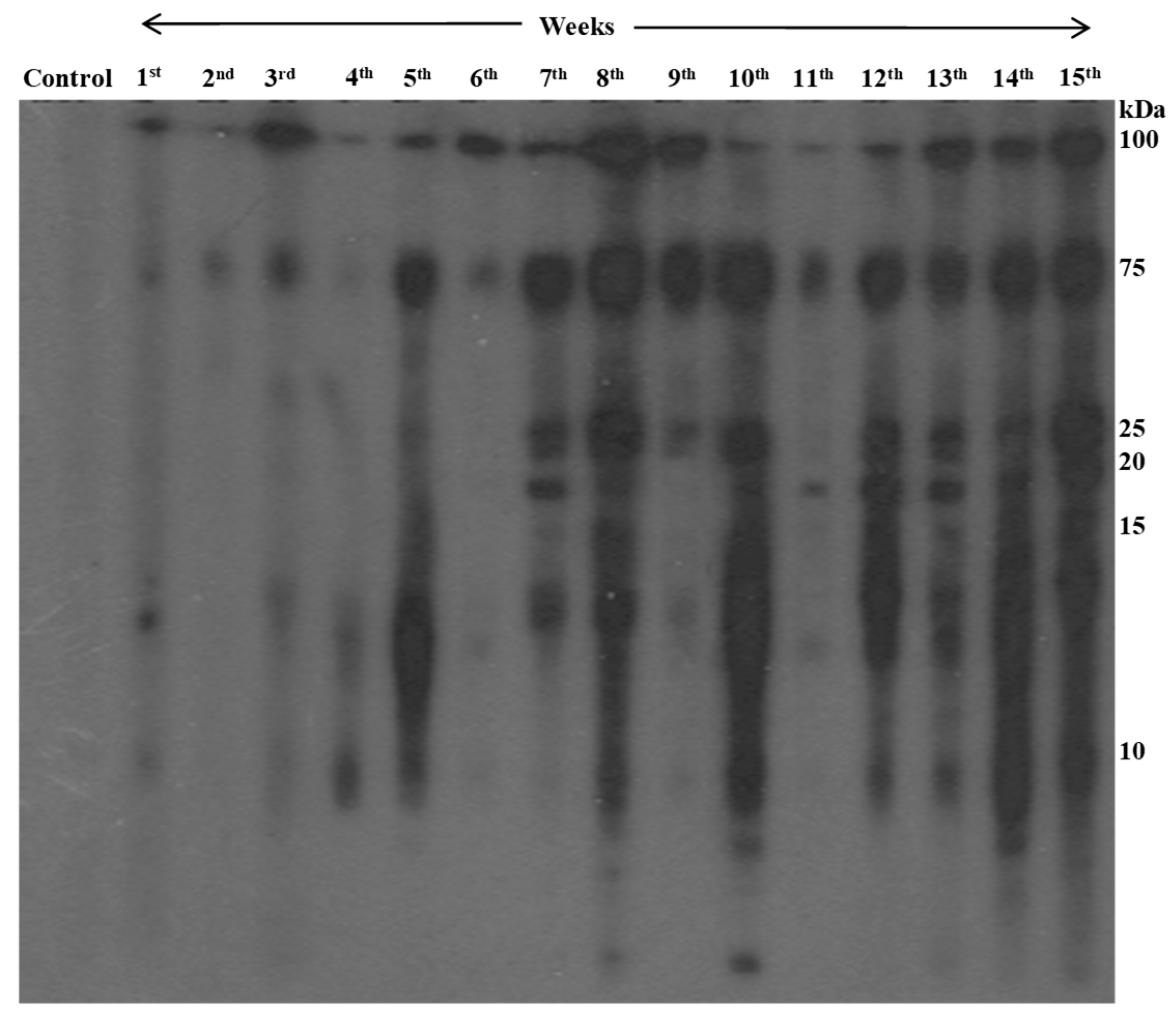 Preprints 89365 g004