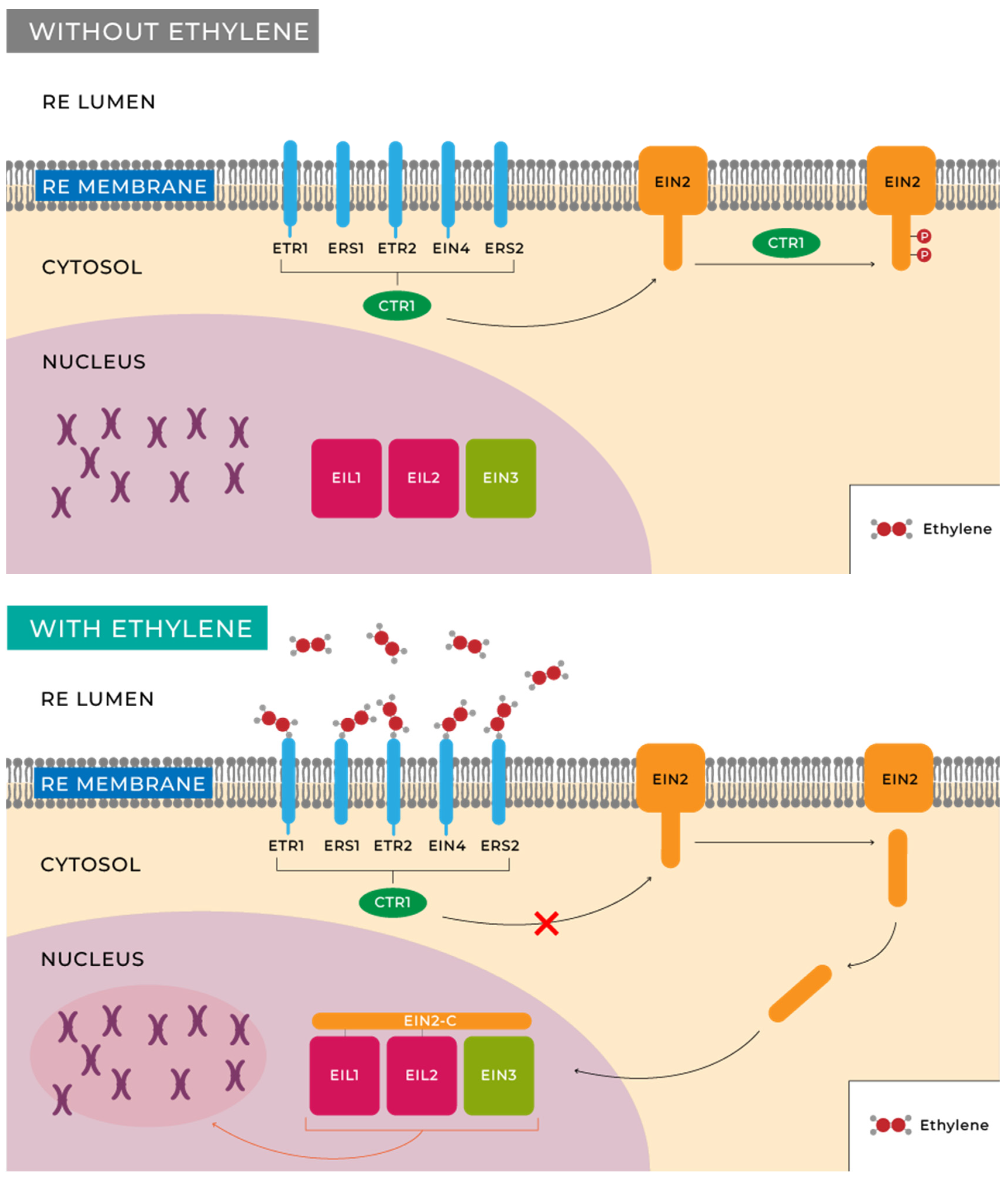 Preprints 110520 g003