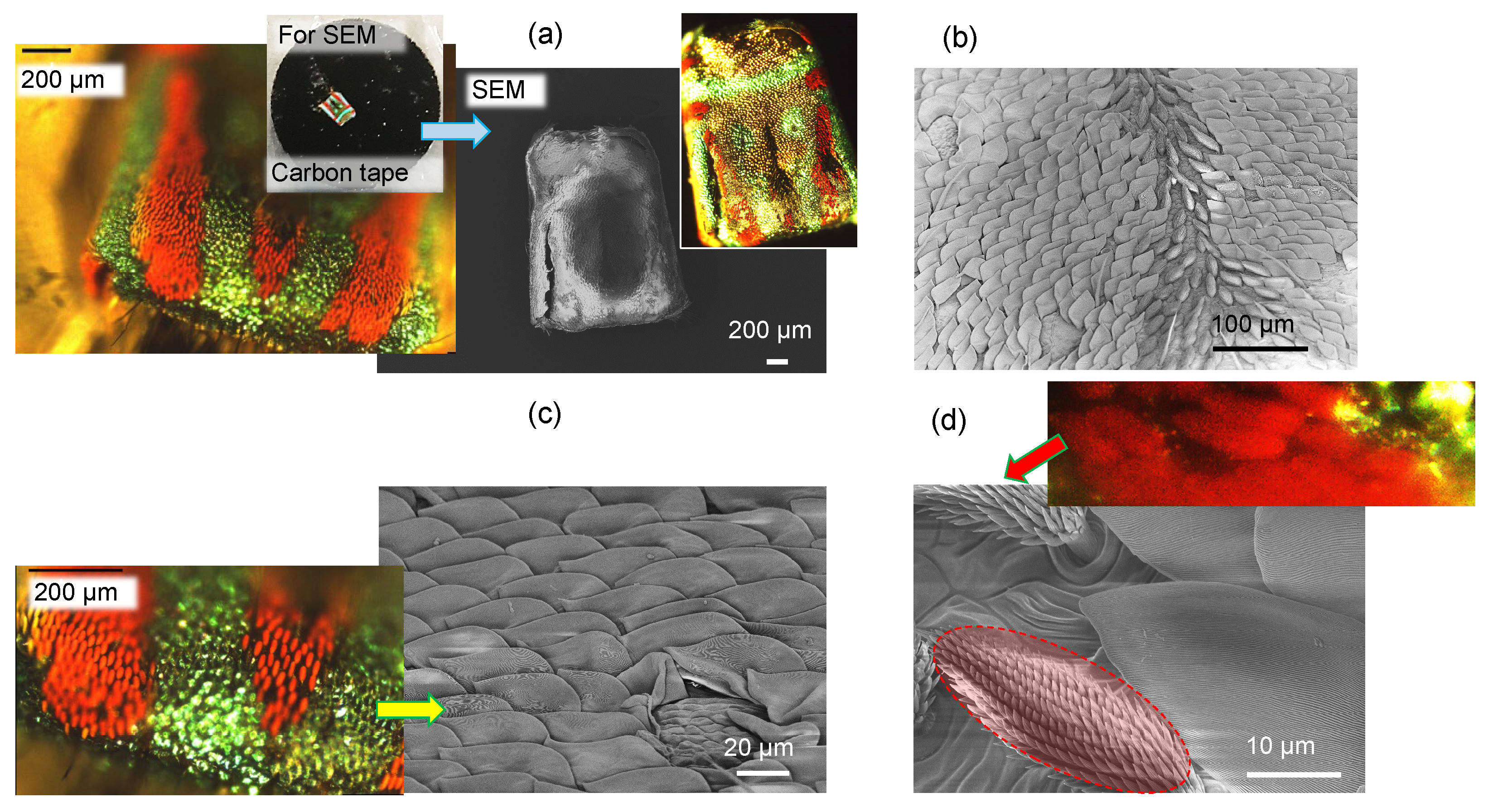 Preprints 72089 g001