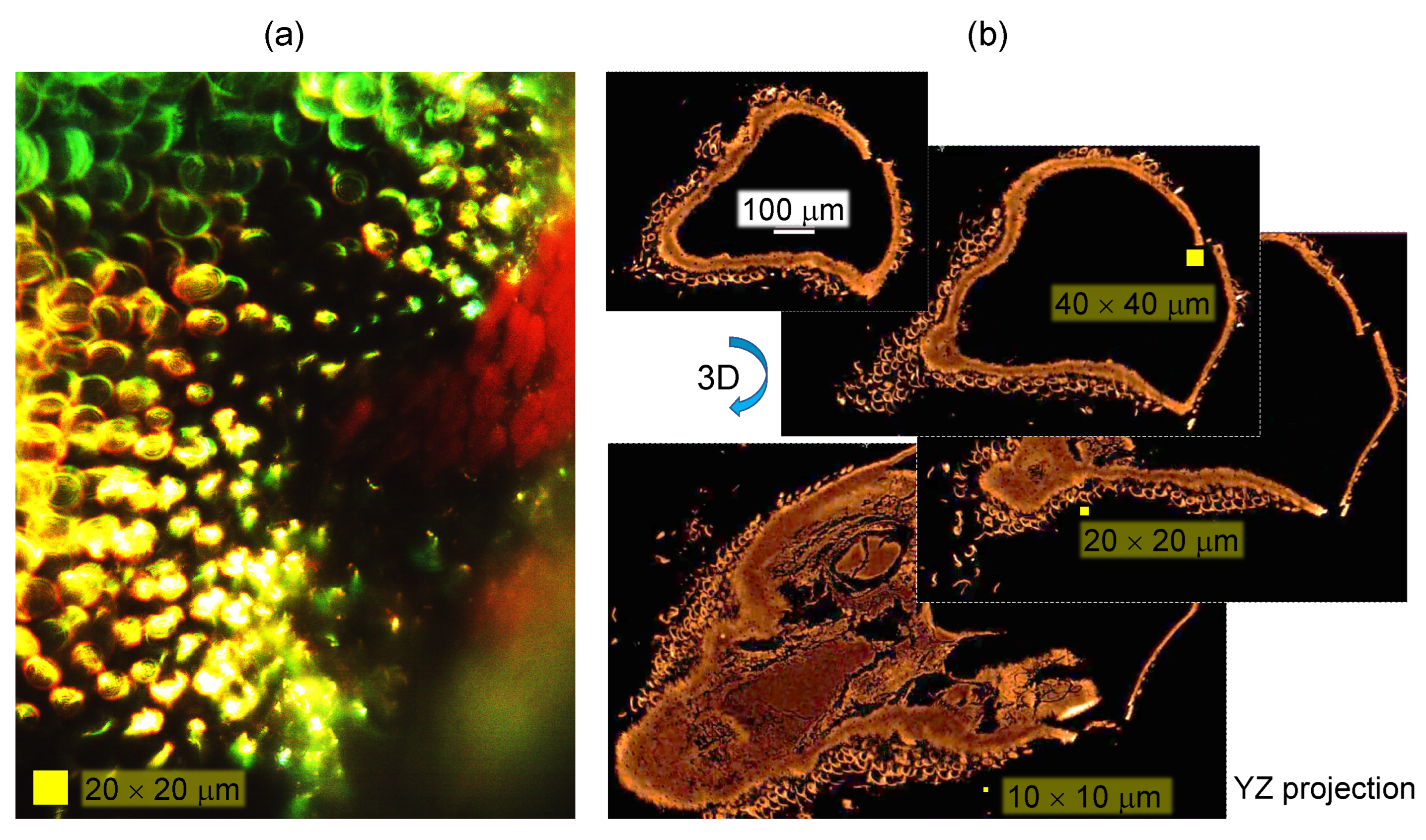 Preprints 72089 g005