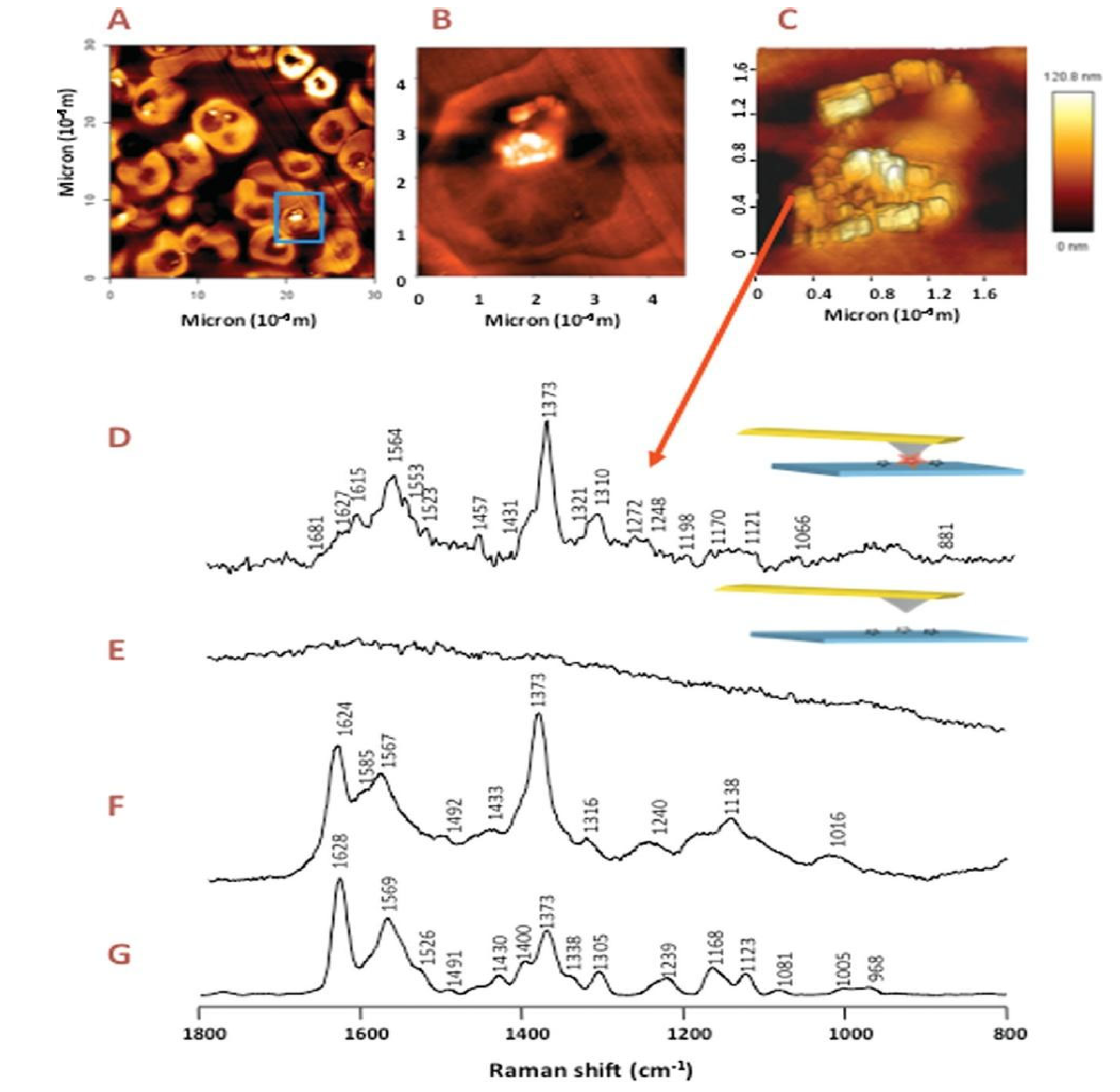 Preprints 120251 g020