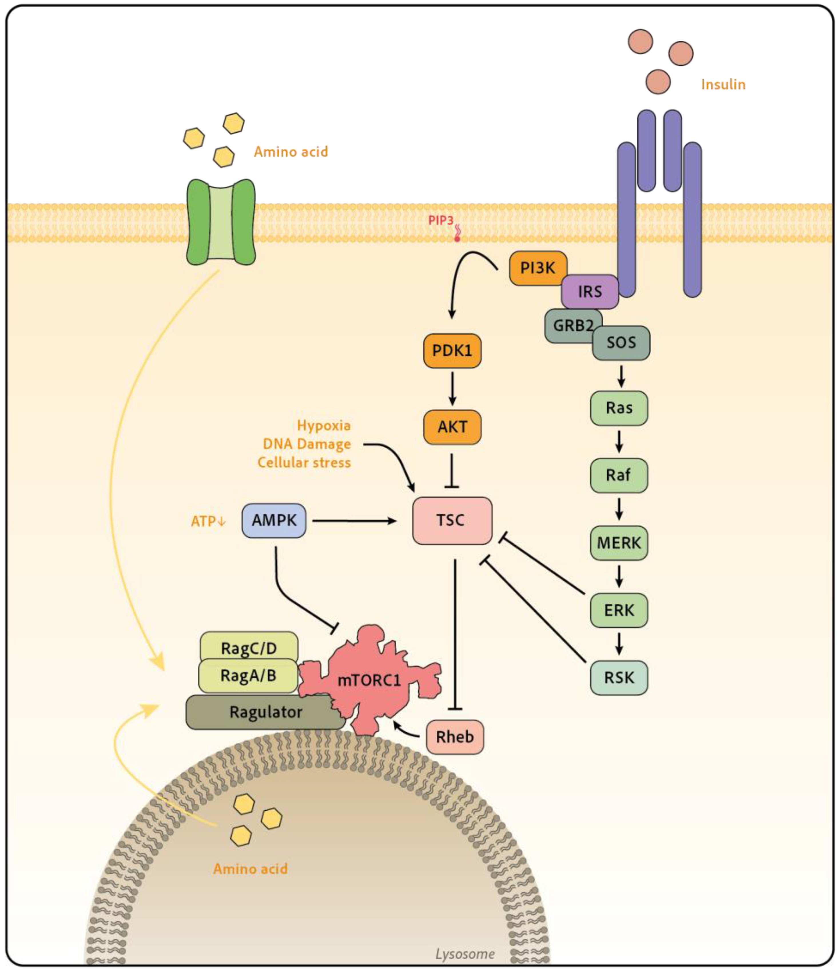 Preprints 76515 g001