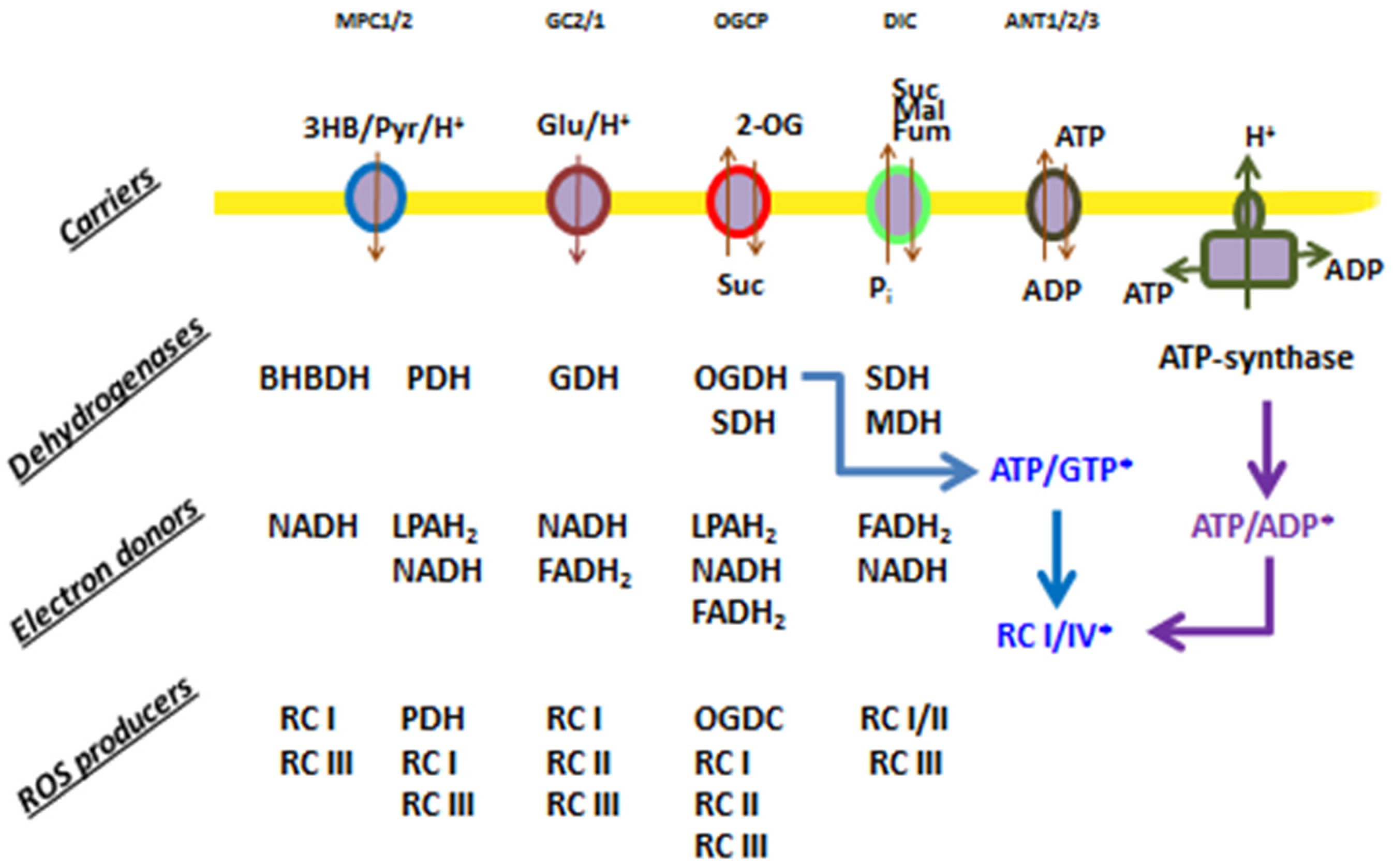 Preprints 119817 g005