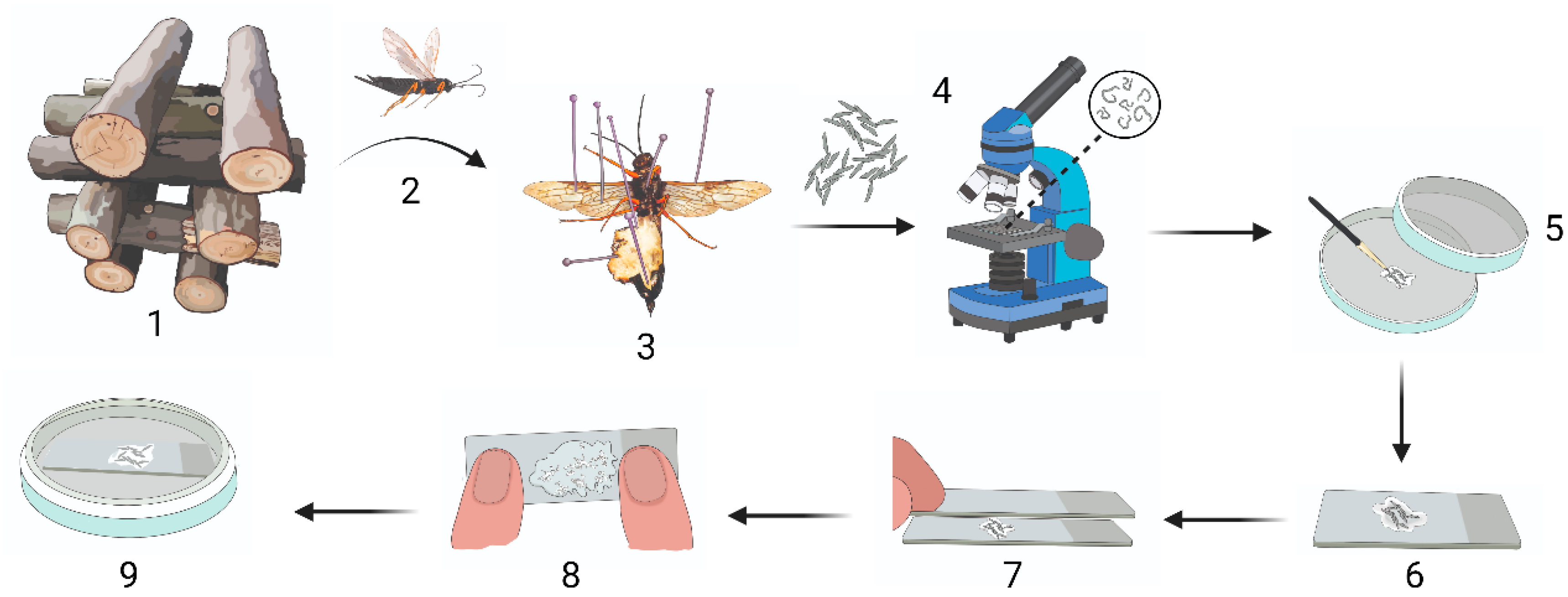 Preprints 89242 g001