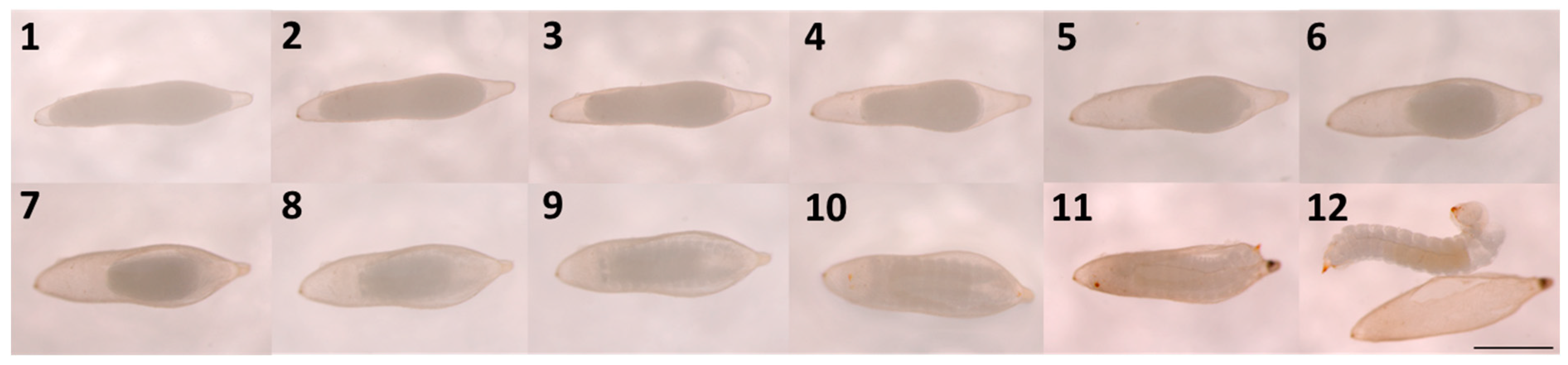 Preprints 89242 g002