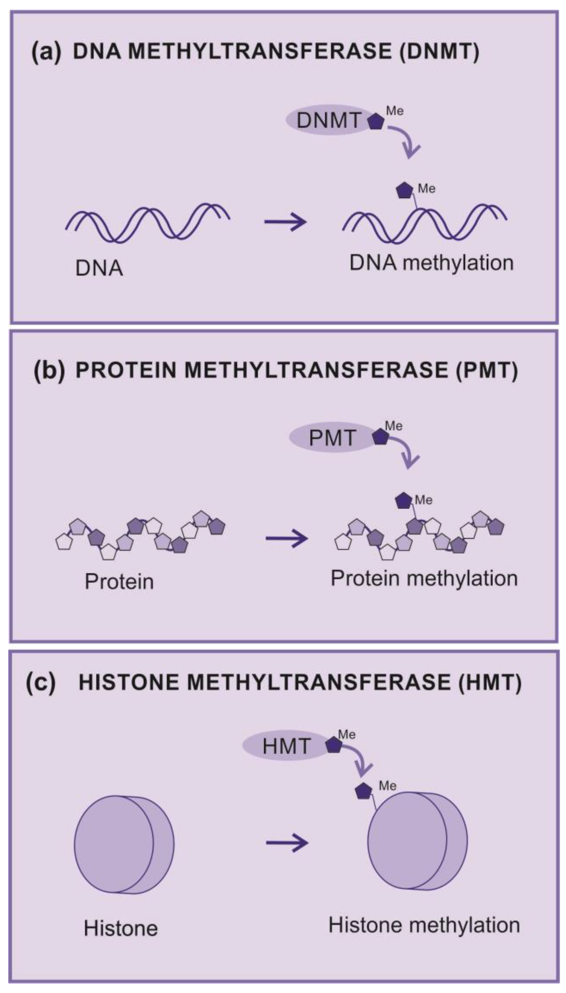 Preprints 88242 g003