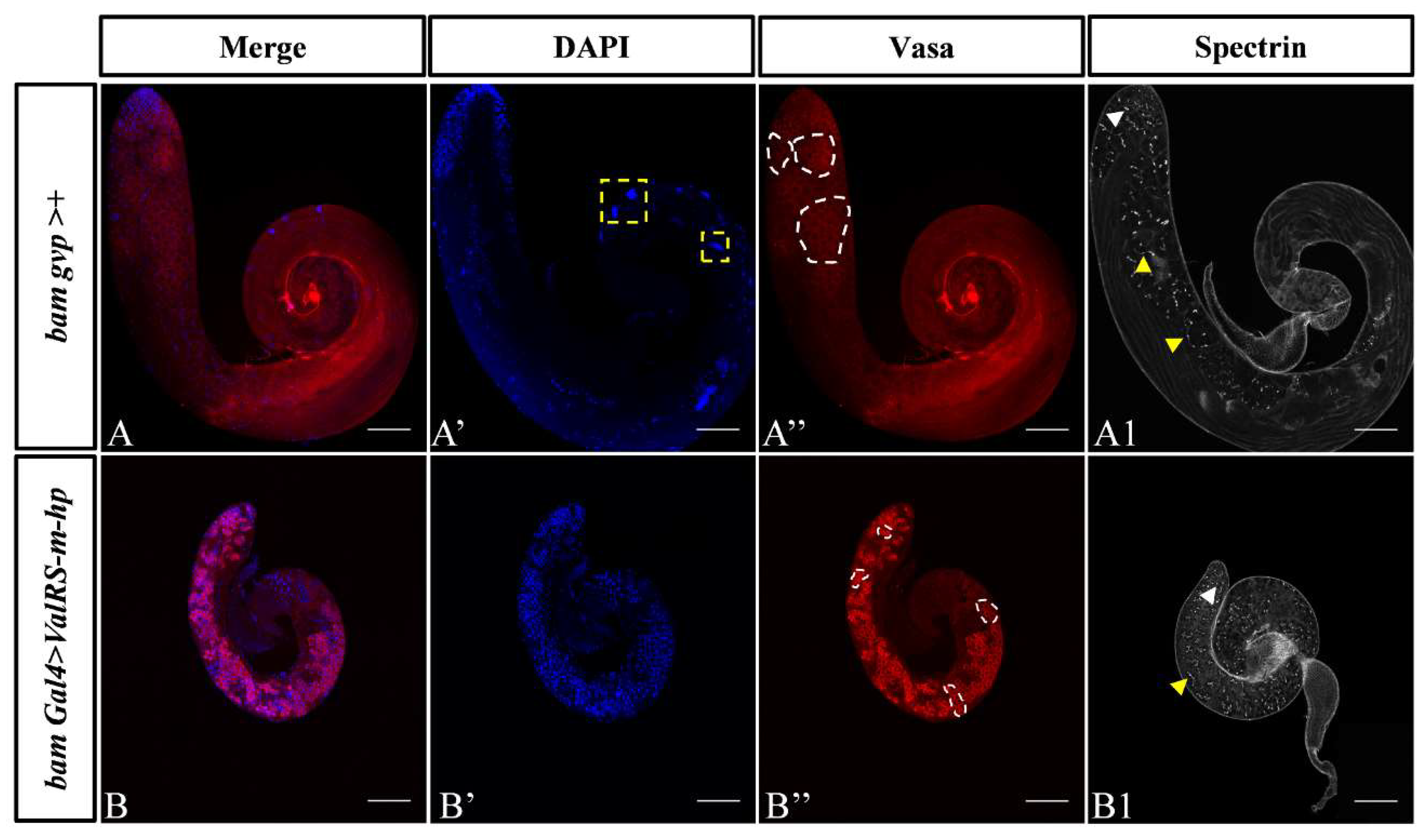 Preprints 106186 g002a