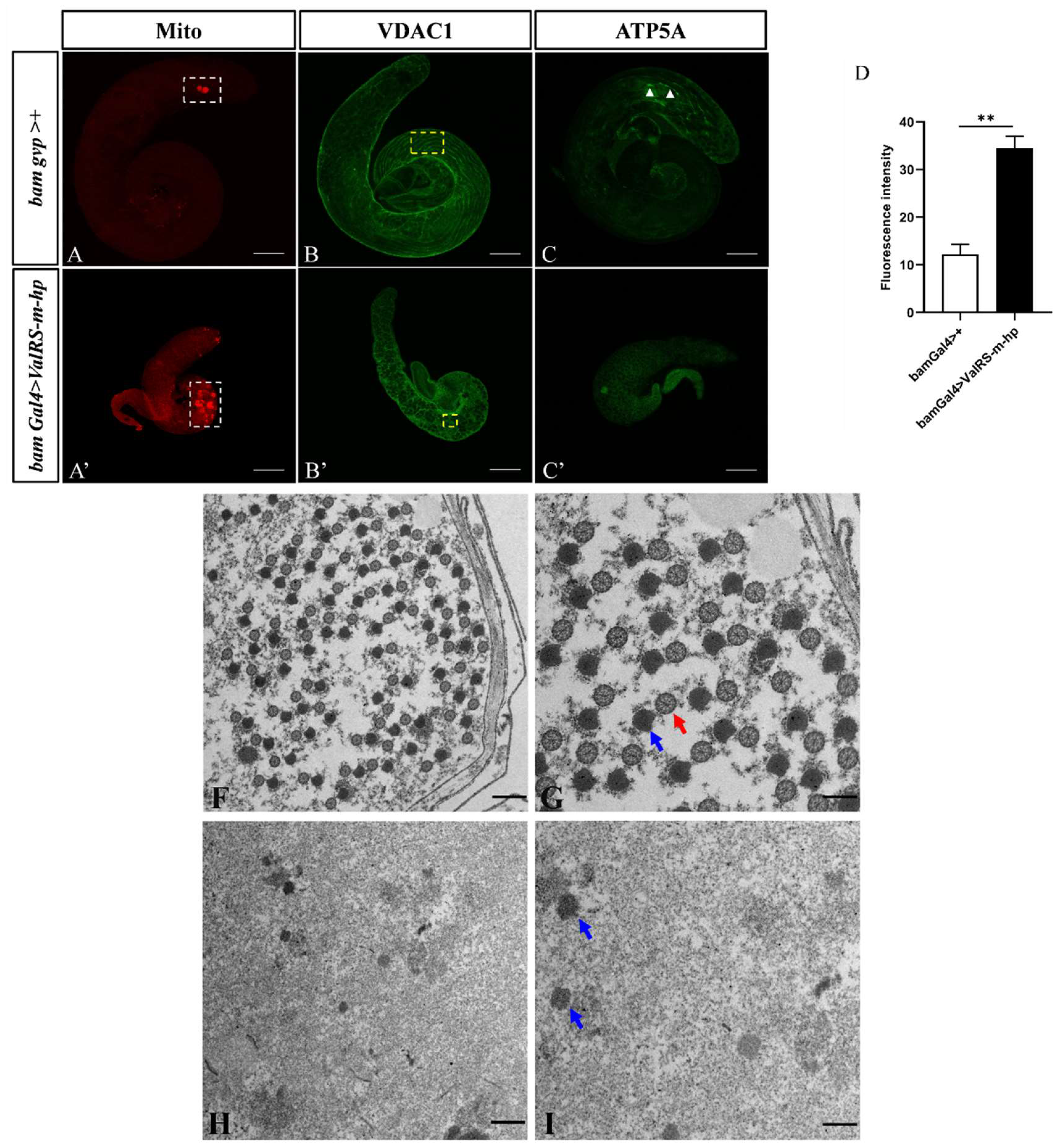 Preprints 106186 g003