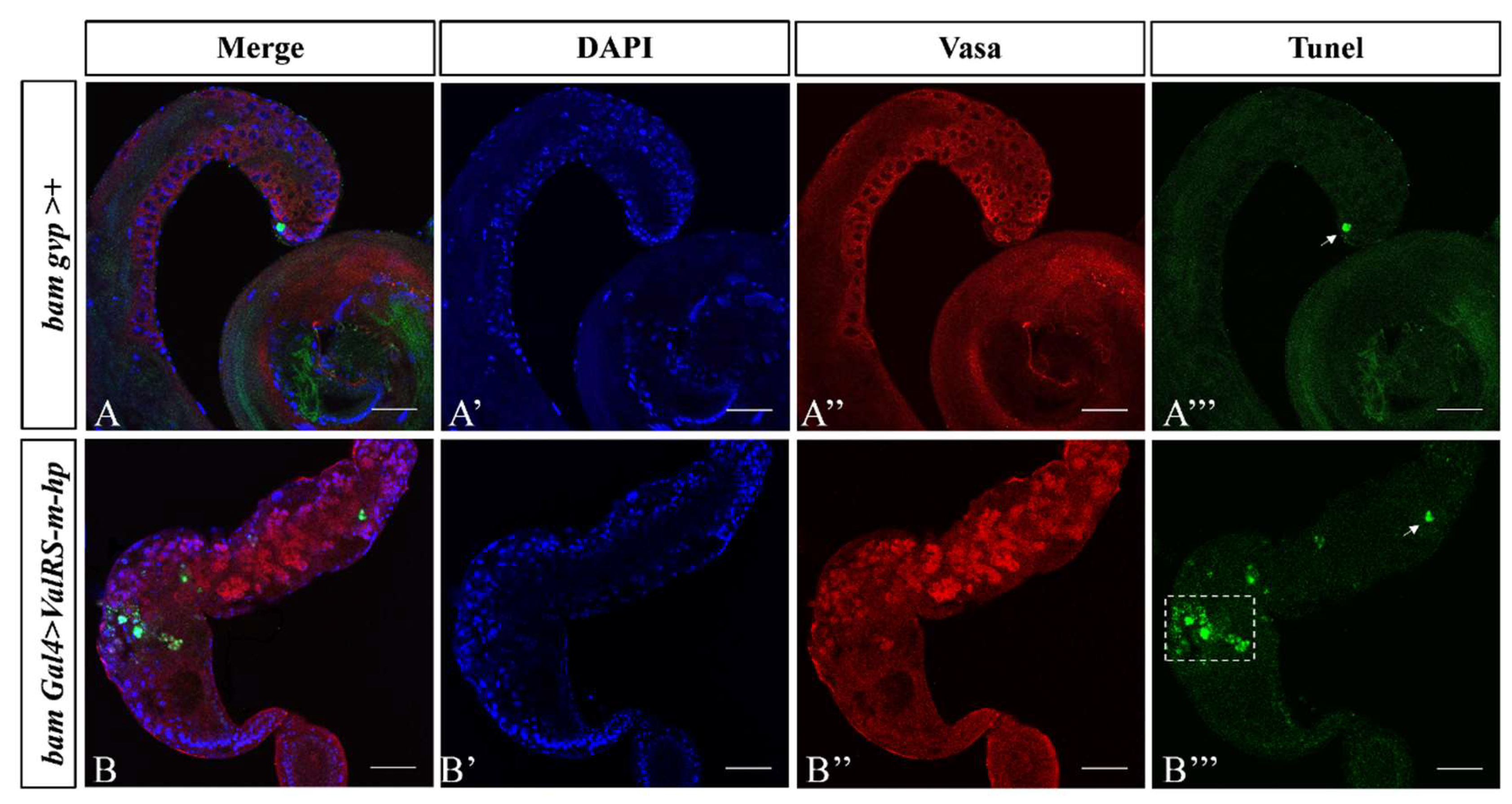 Preprints 106186 g004