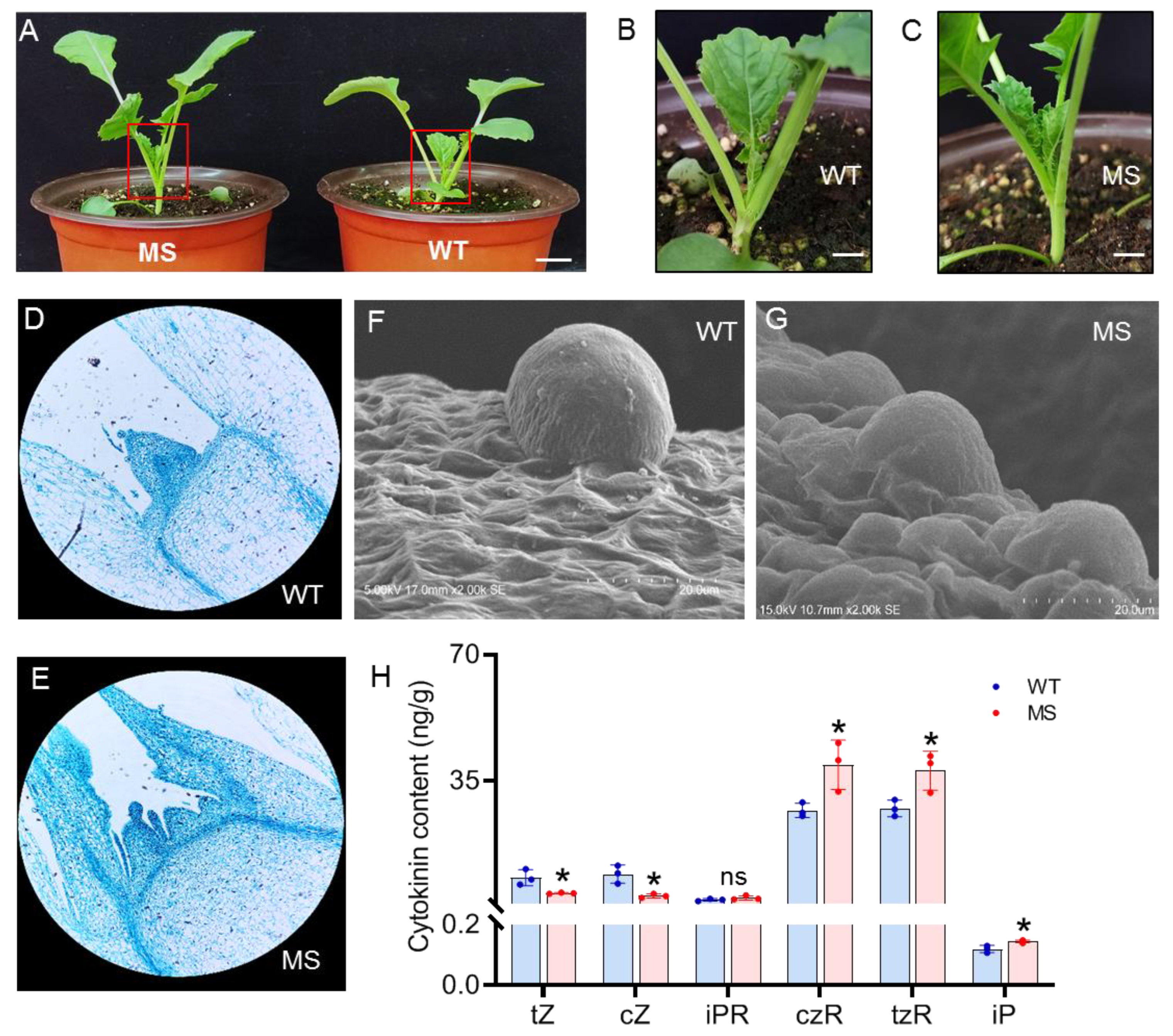 Preprints 71346 g002