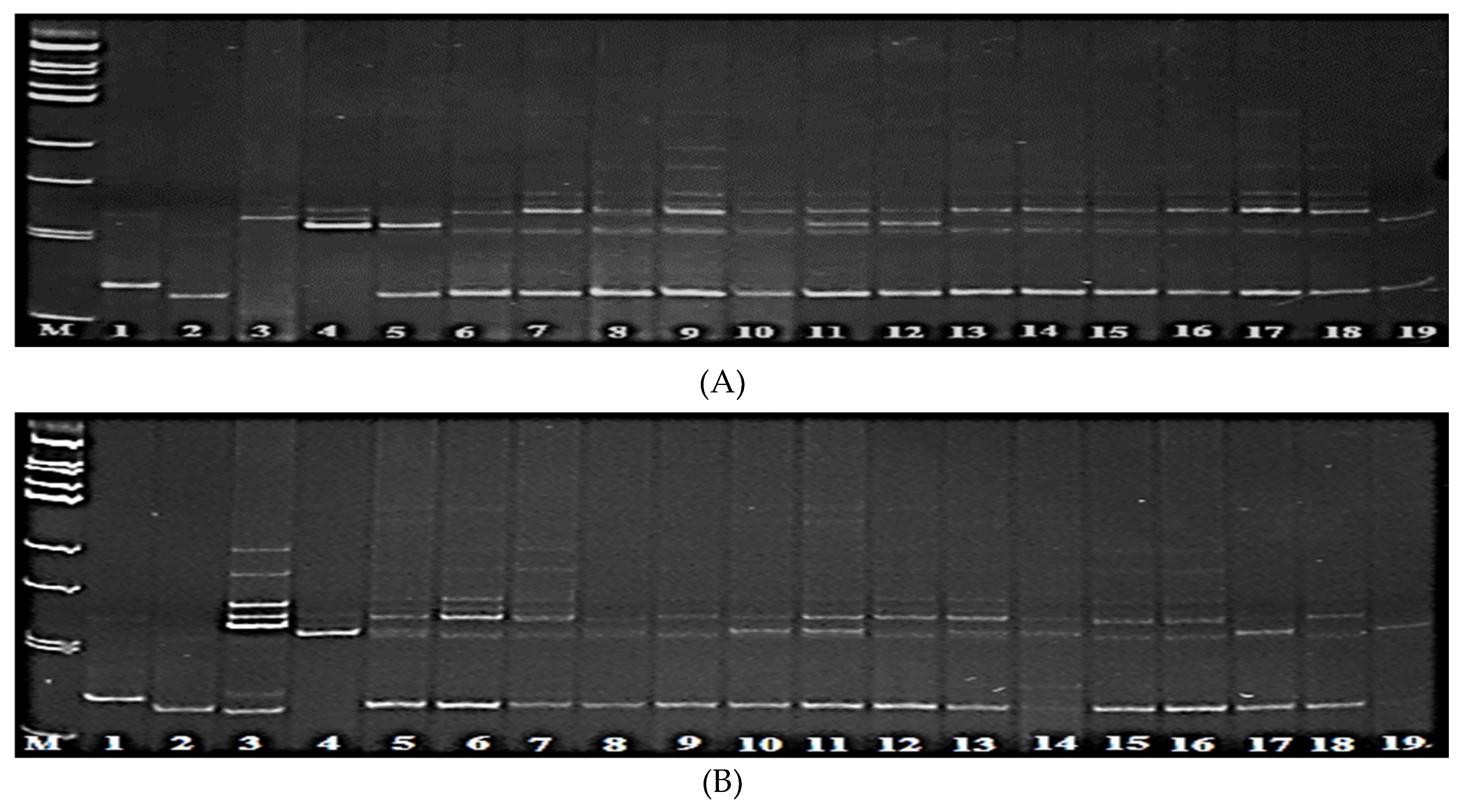 Preprints 109320 g003a