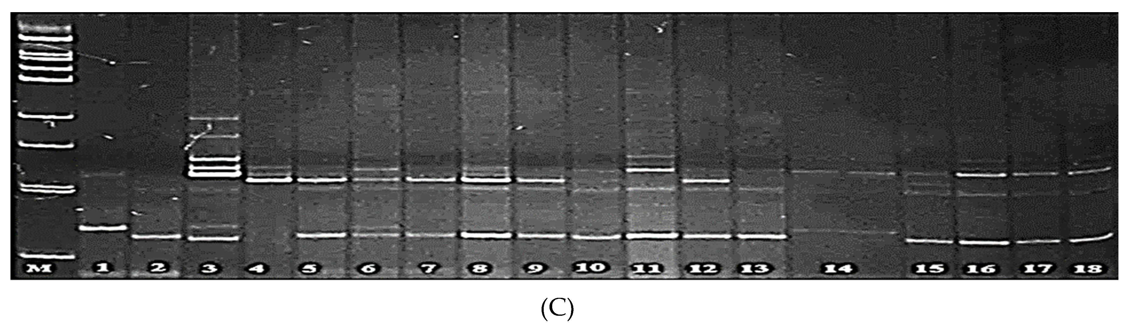 Preprints 109320 g003b