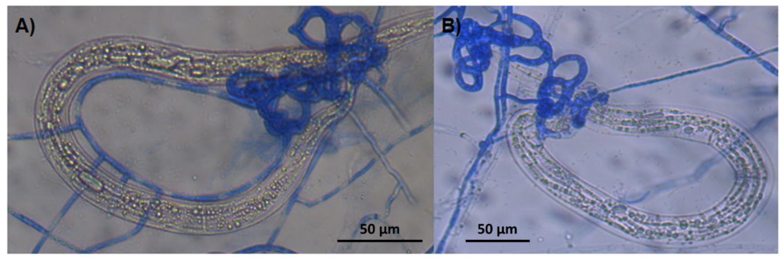 Preprints 103979 g004