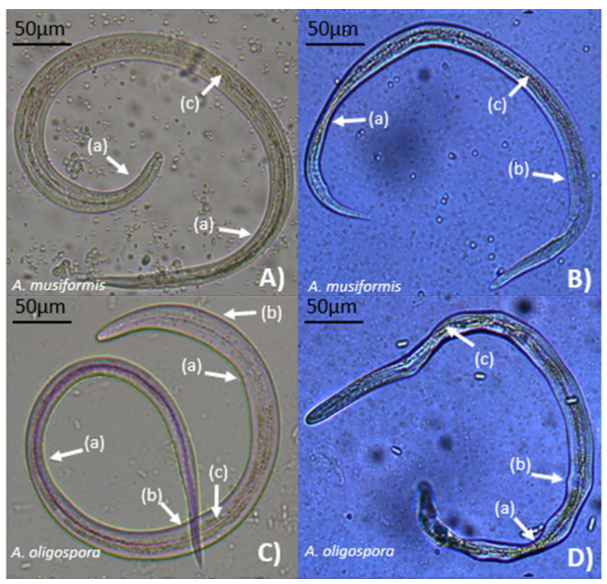 Preprints 103979 g005