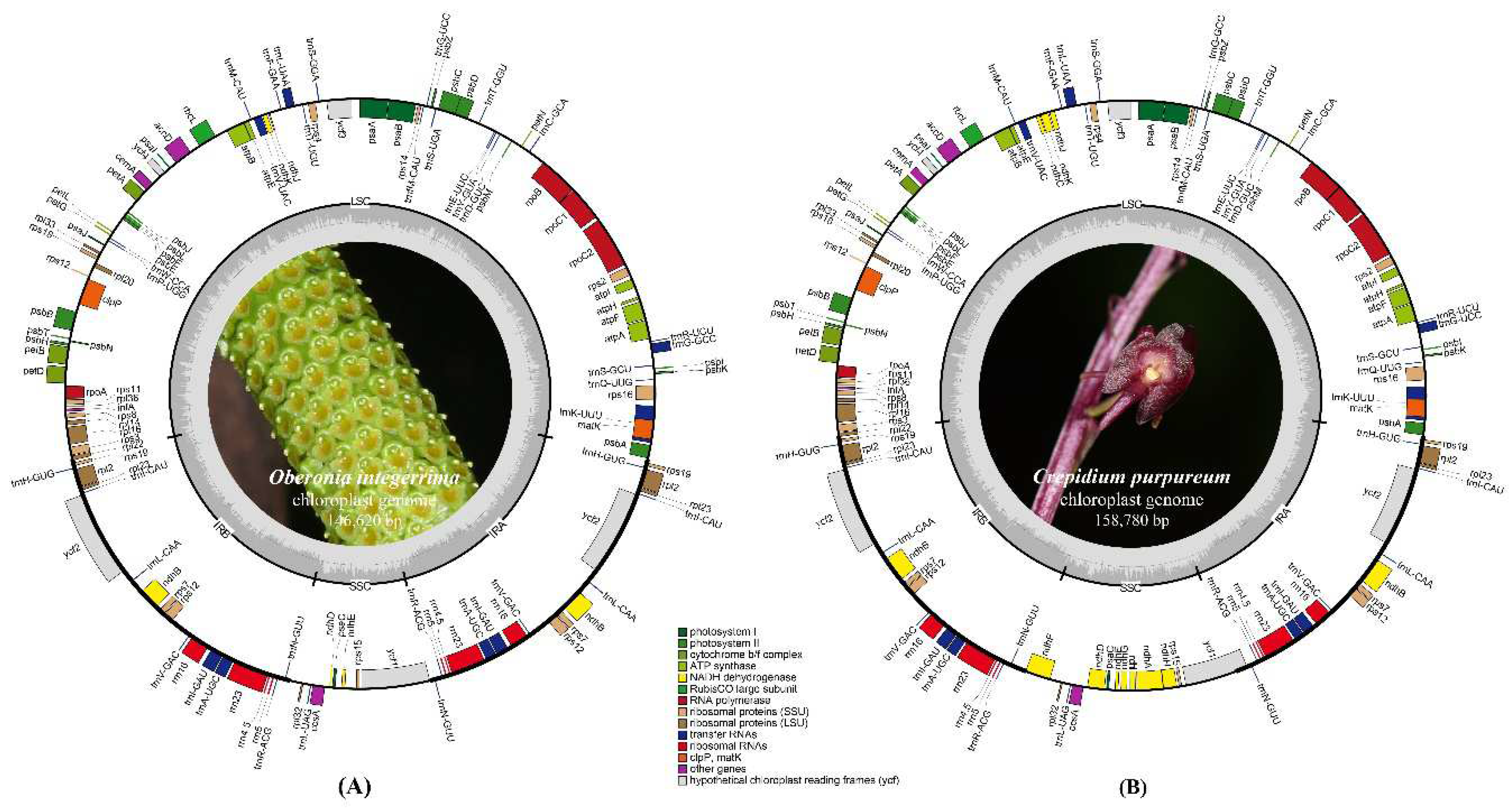 Preprints 94367 g001