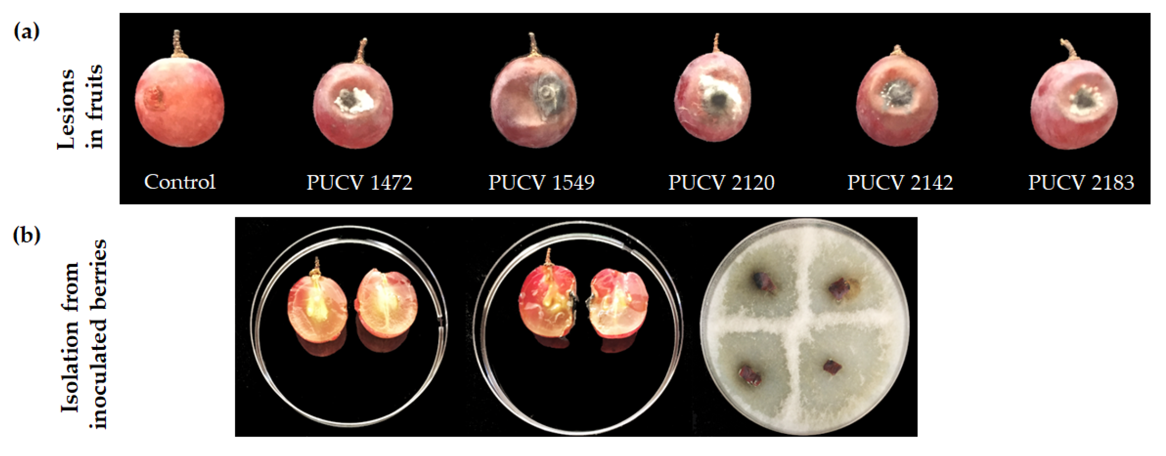 Preprints 78441 g002