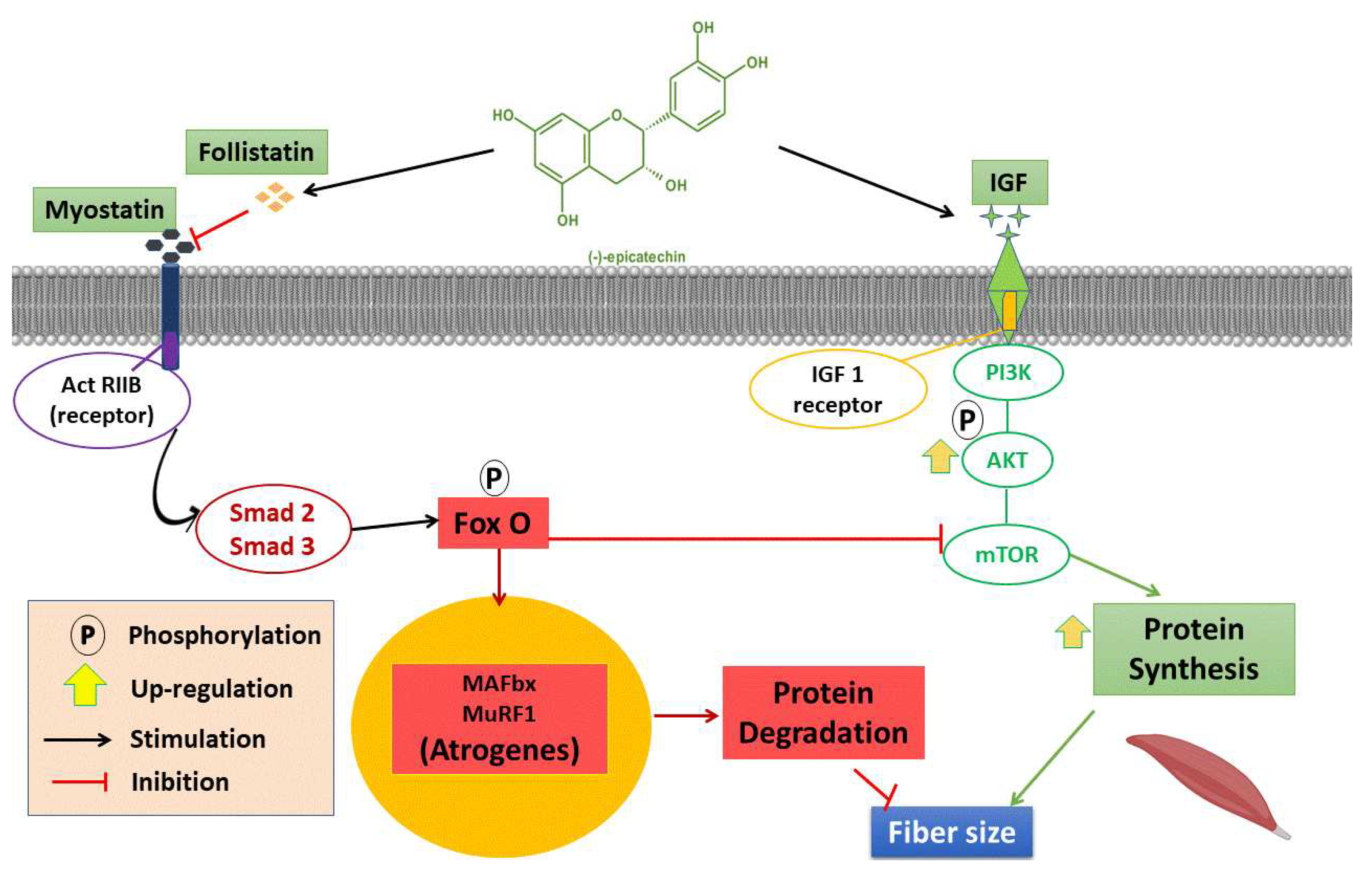 Preprints 78144 g003