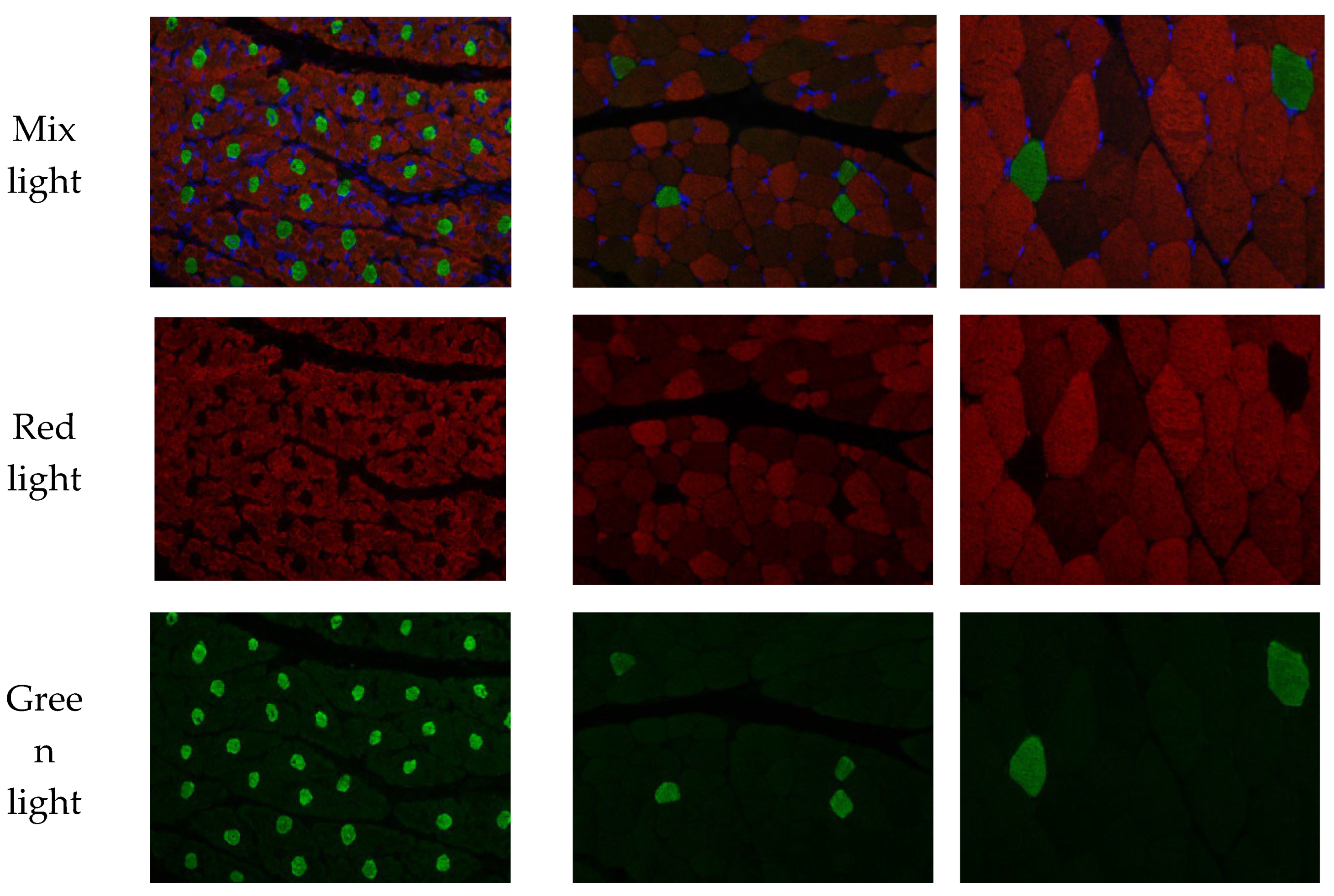 Preprints 75498 g001a