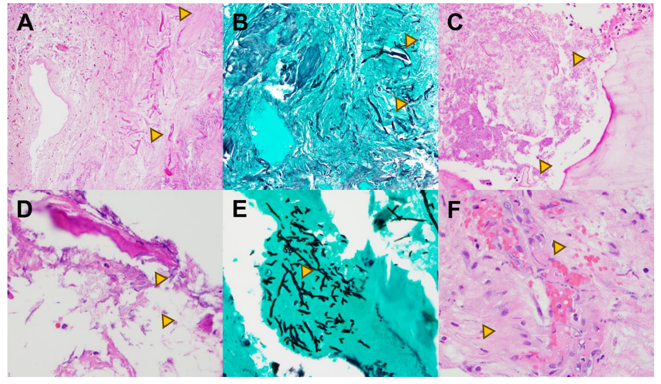 Preprints 107631 g001