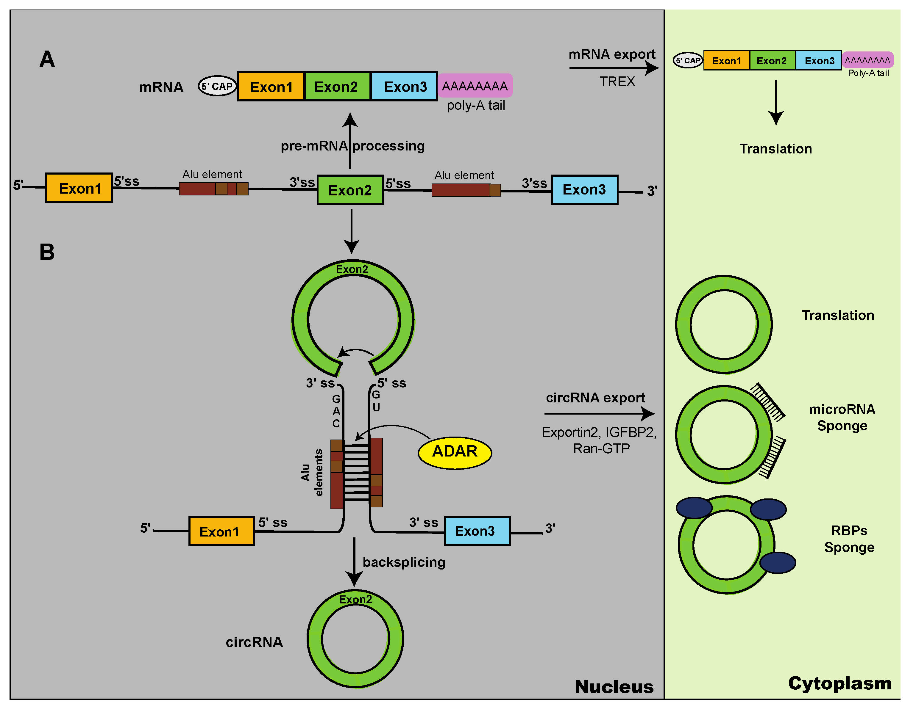 Preprints 110437 g001