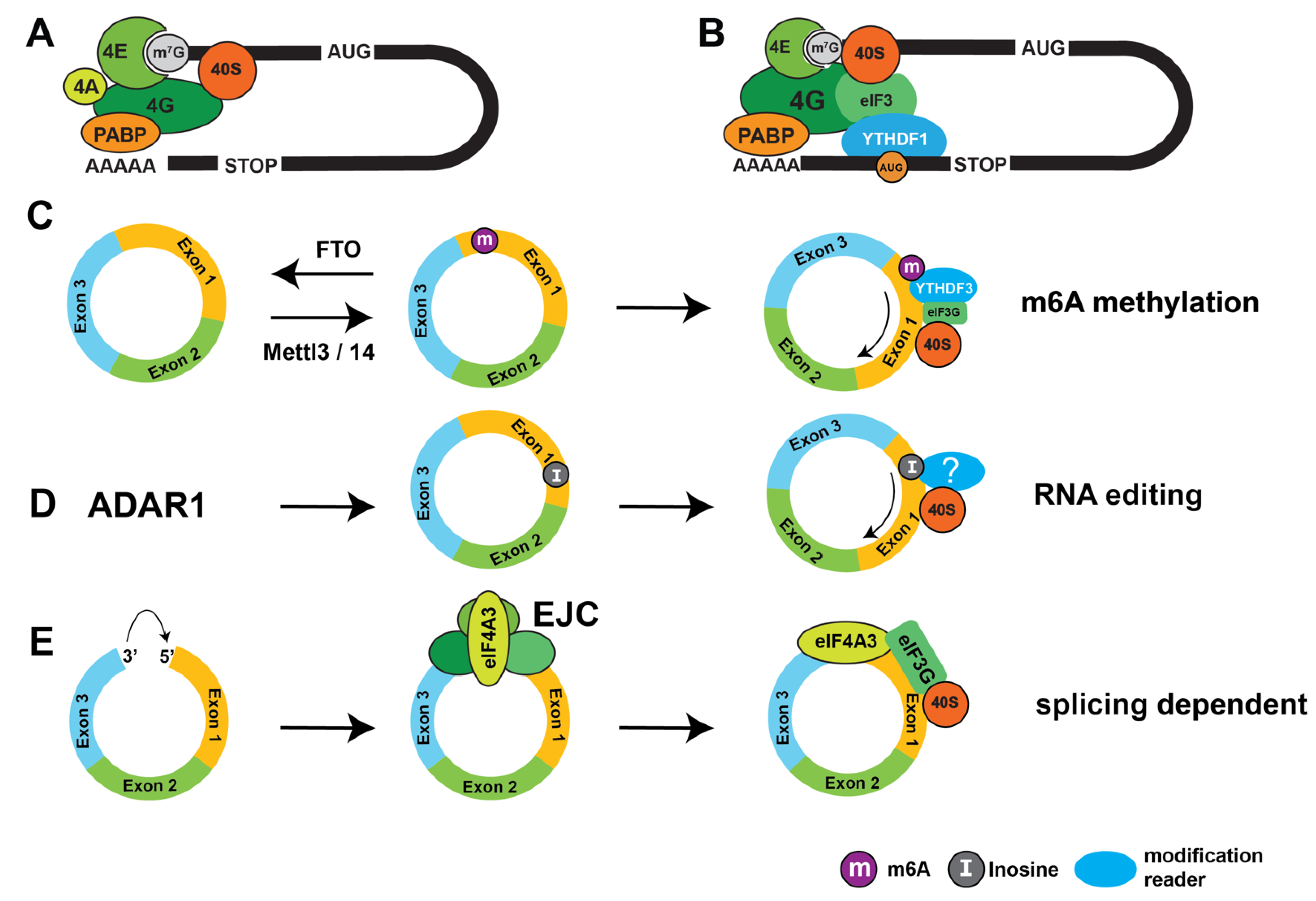 Preprints 110437 g003