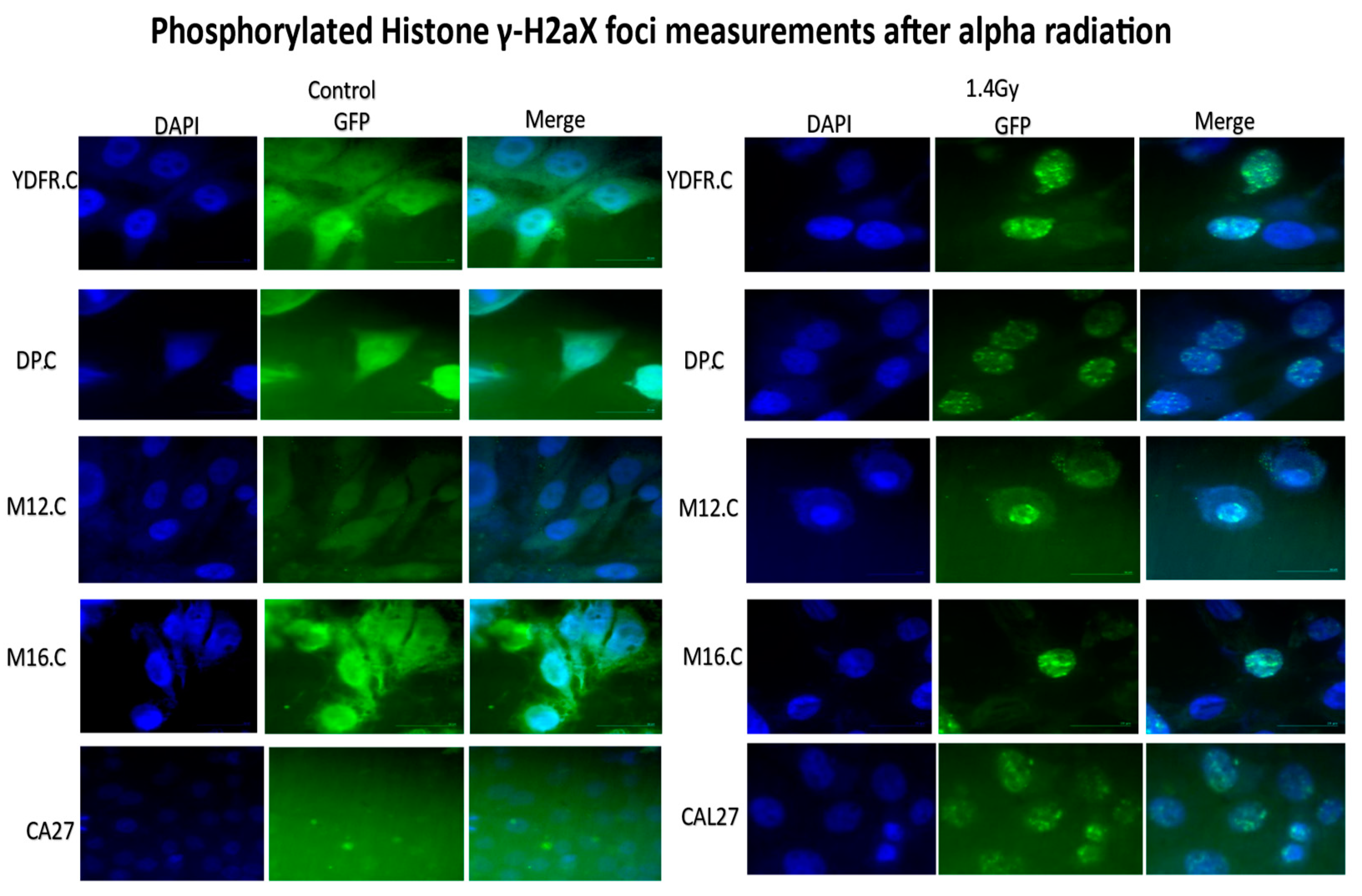 Preprints 137577 g004