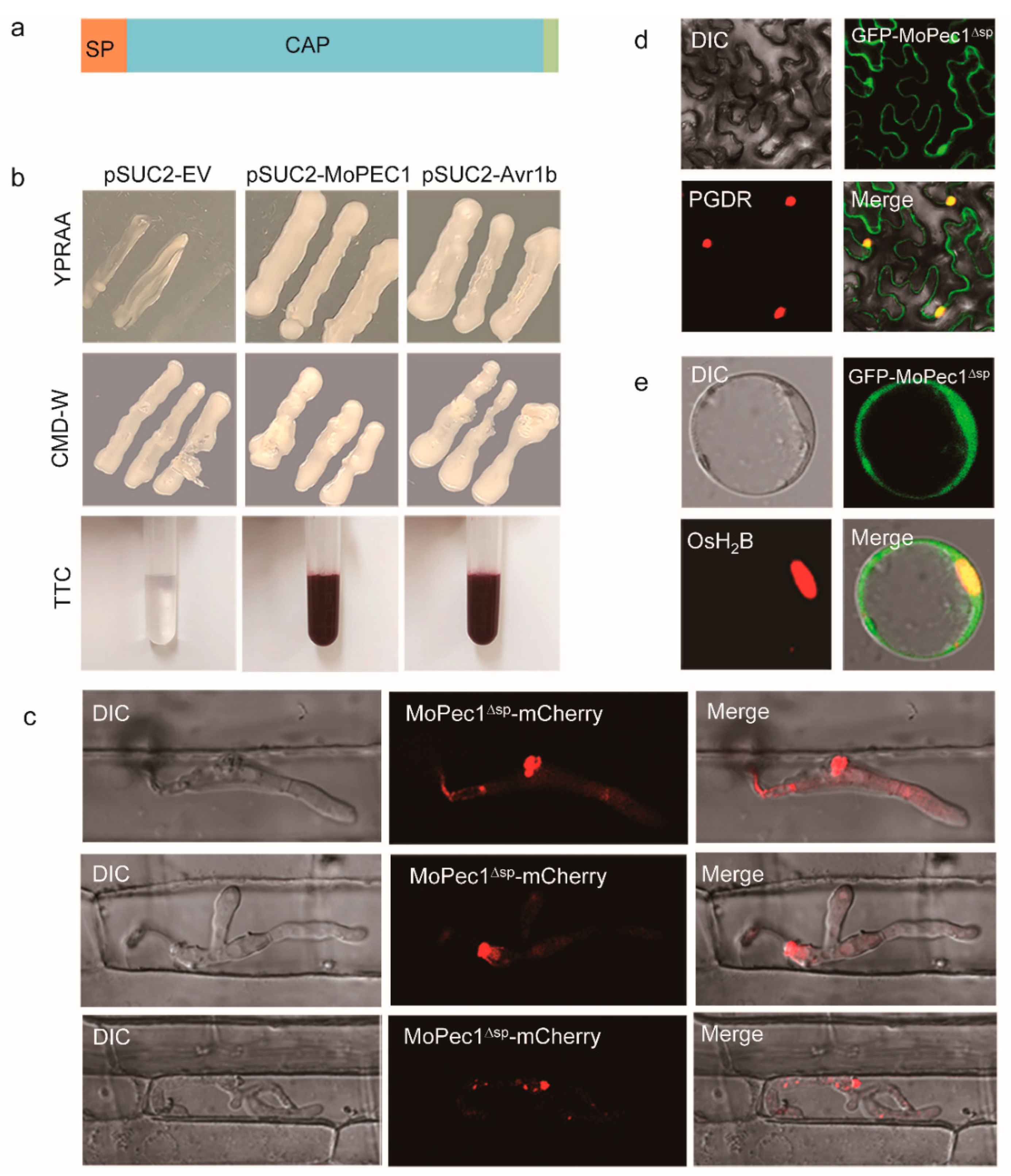 Preprints 89704 g002