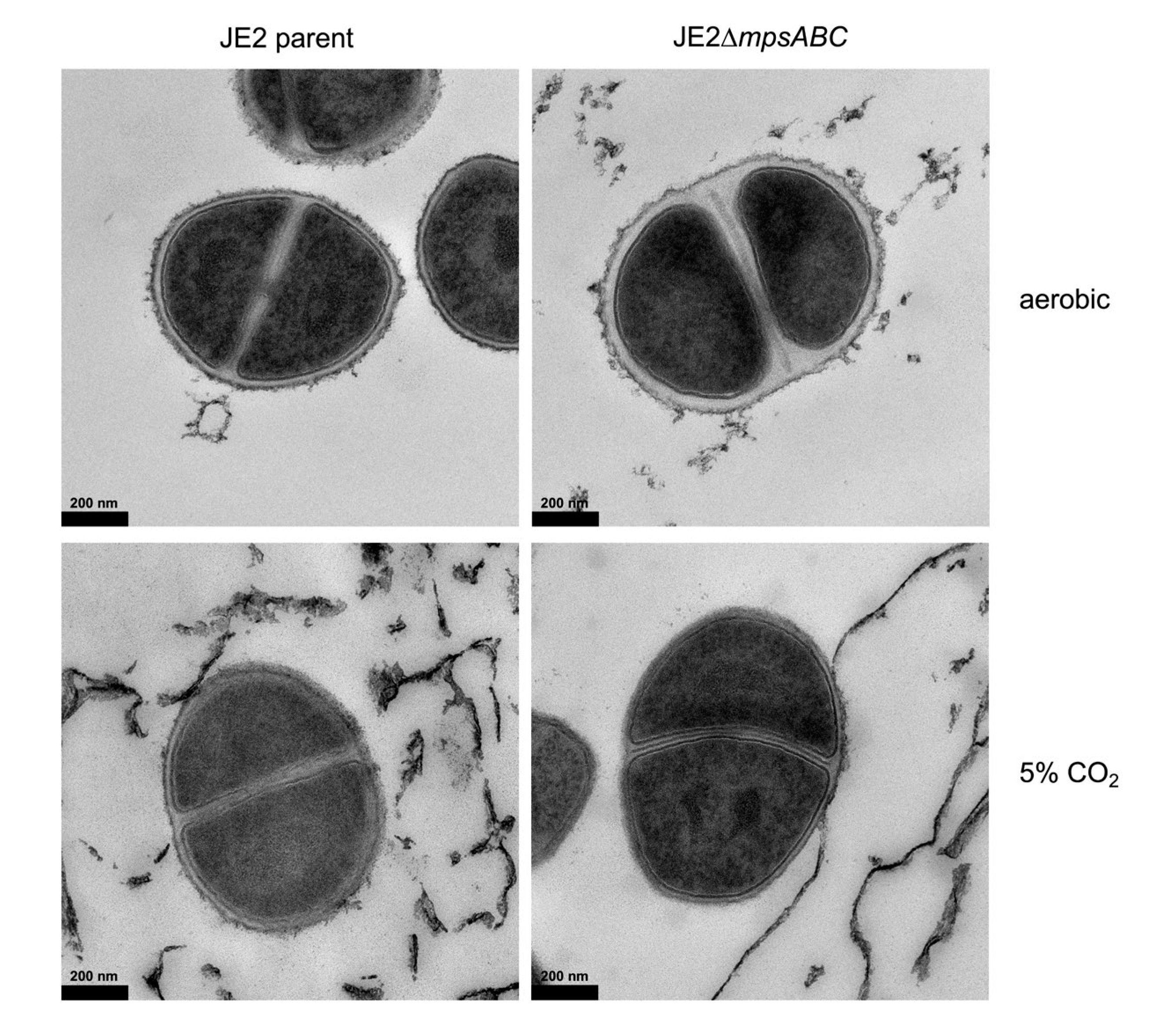 Preprints 113513 g002