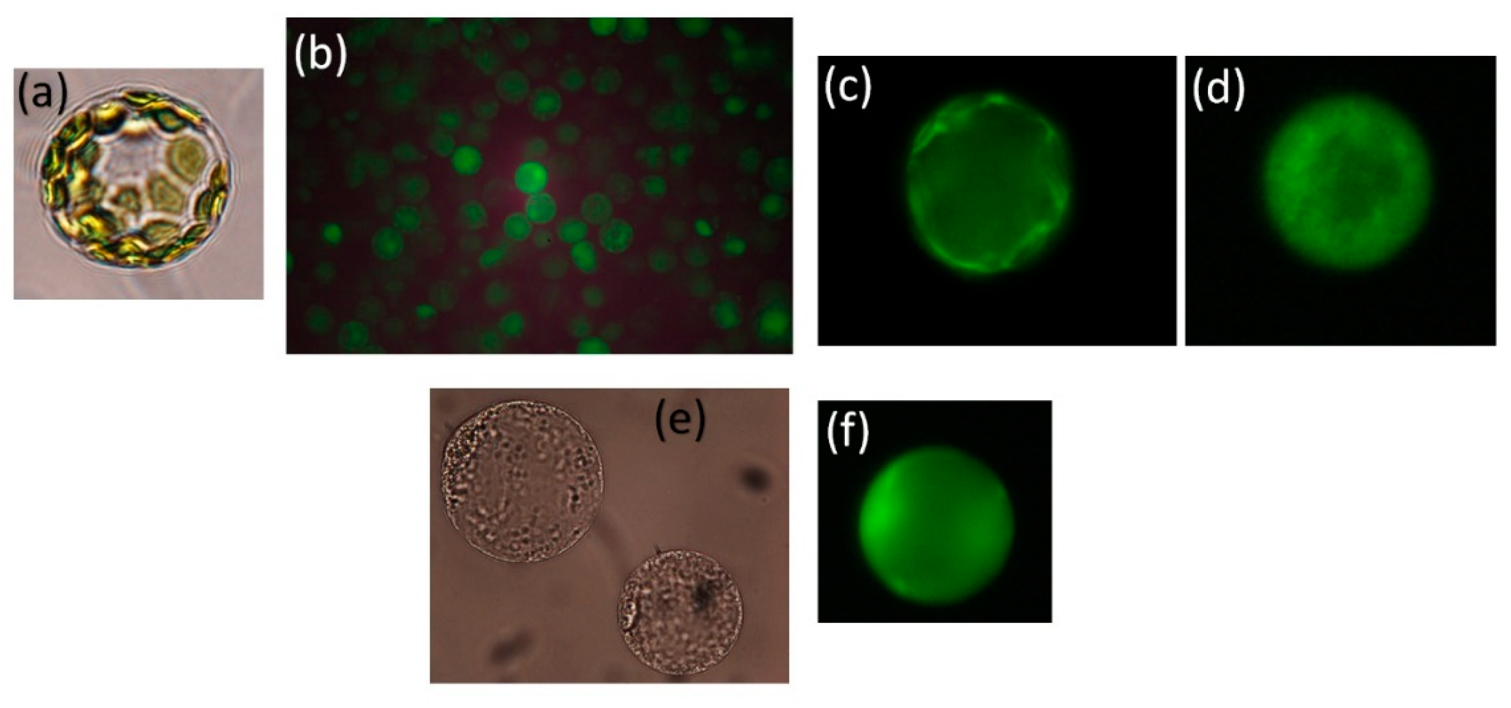 Preprints 91070 g002