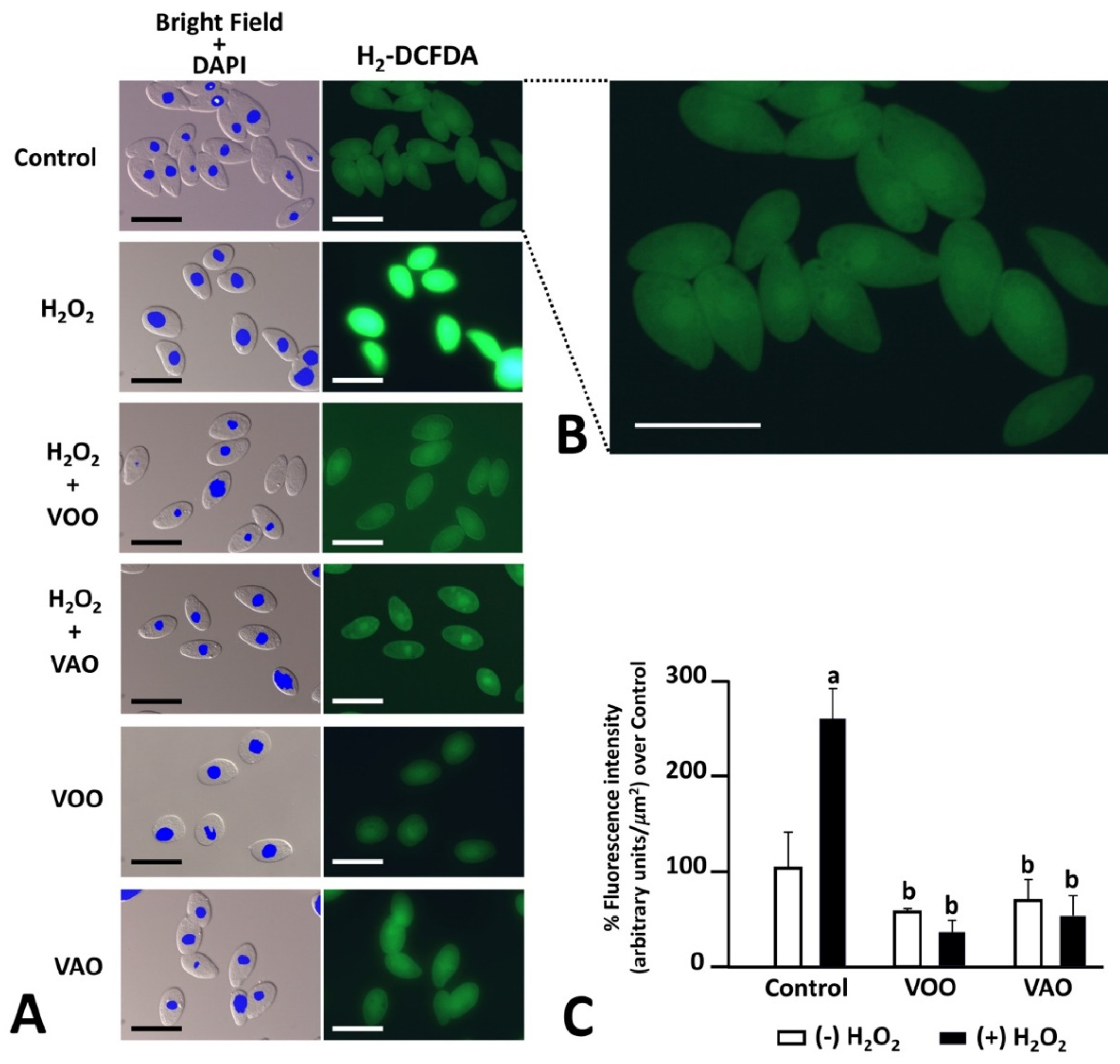 Preprints 84419 g002