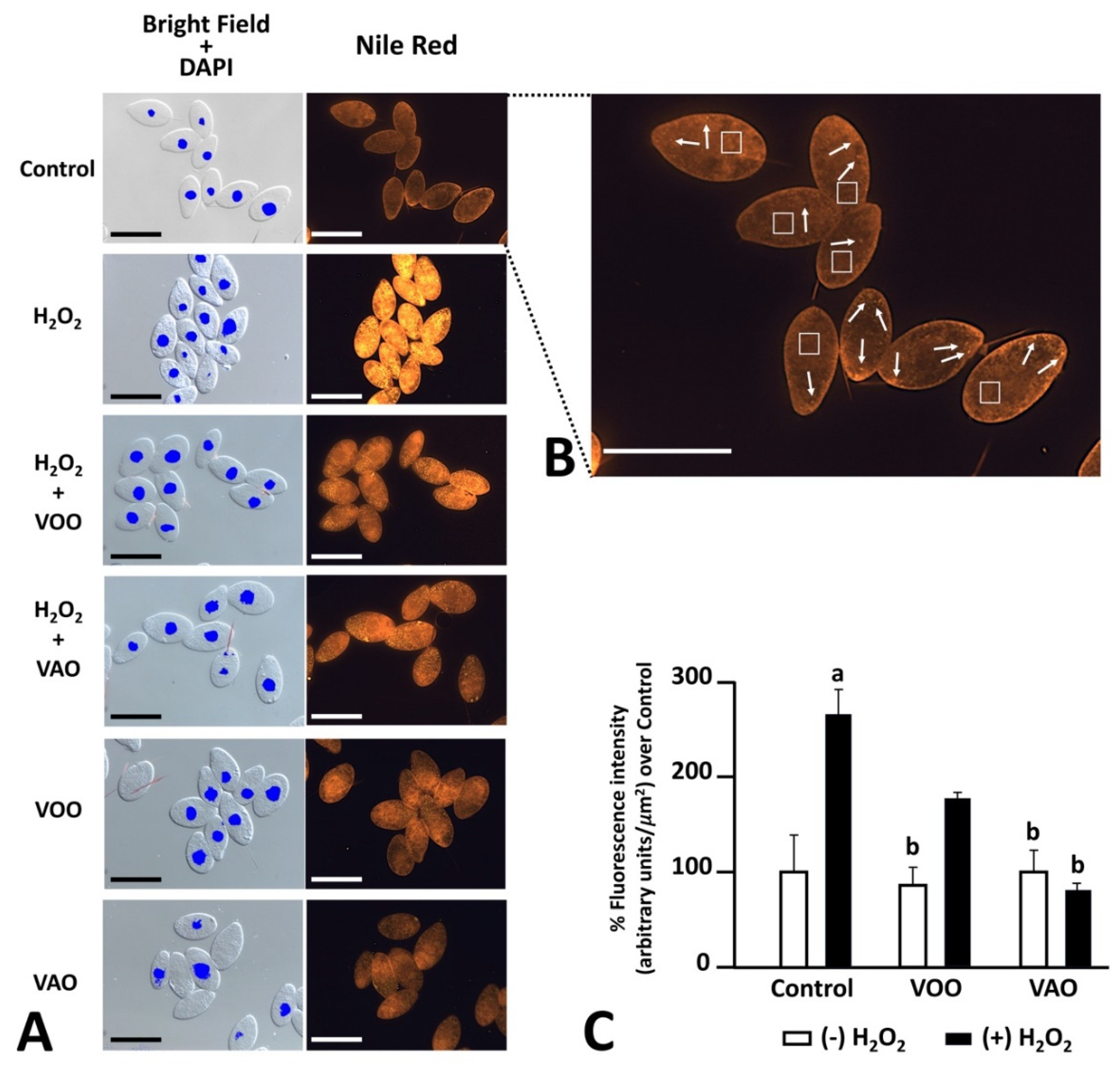 Preprints 84419 g003