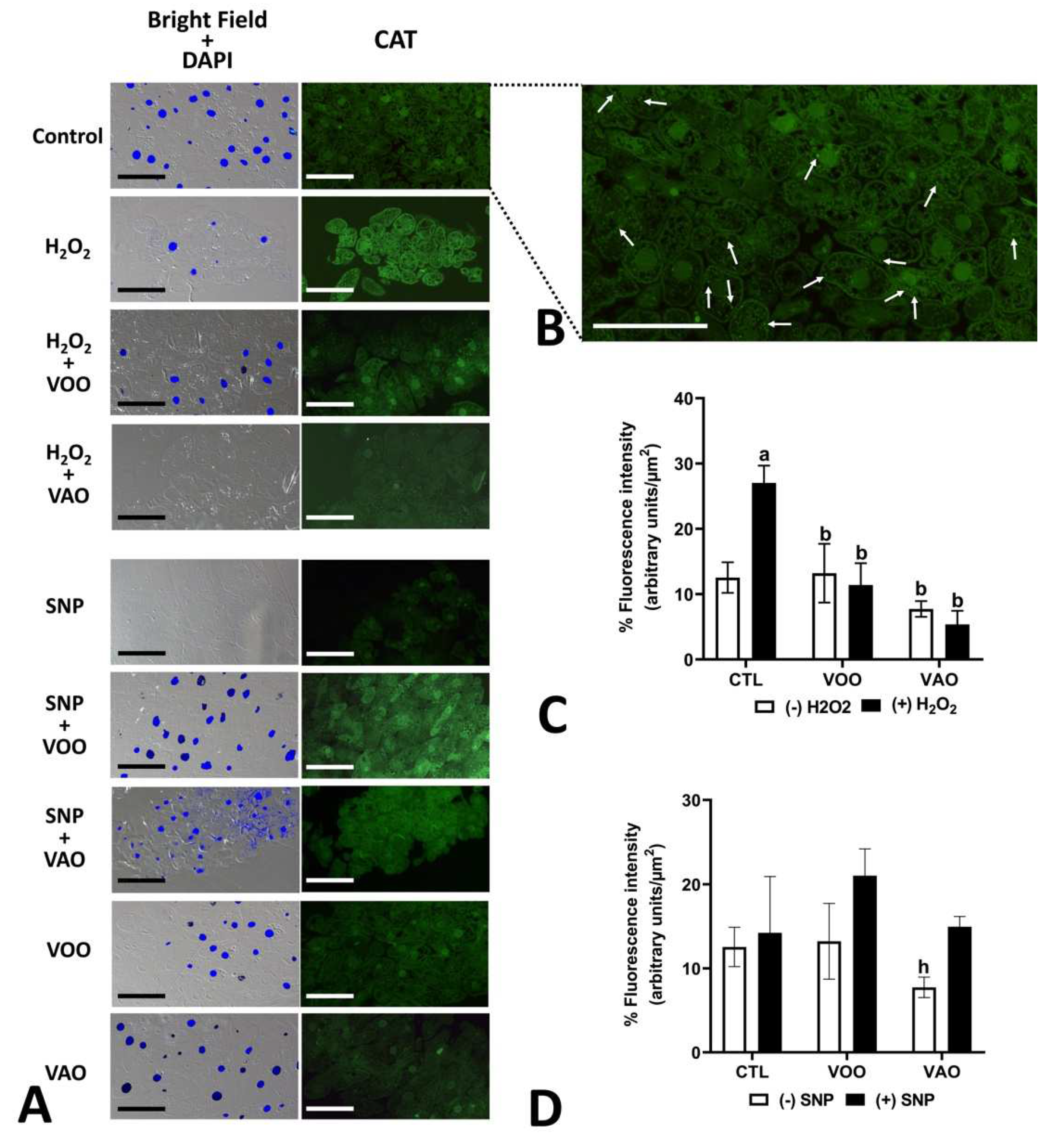 Preprints 84419 g008