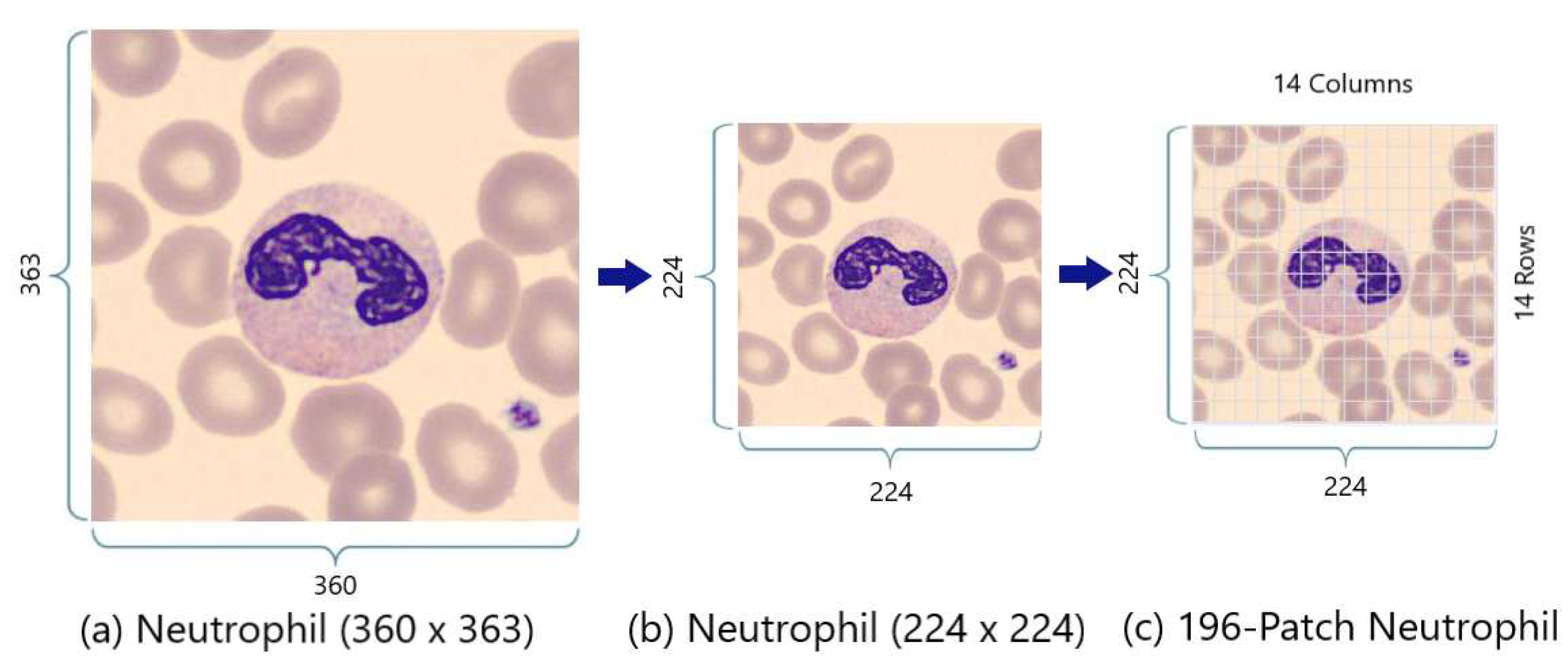 Preprints 88822 g005