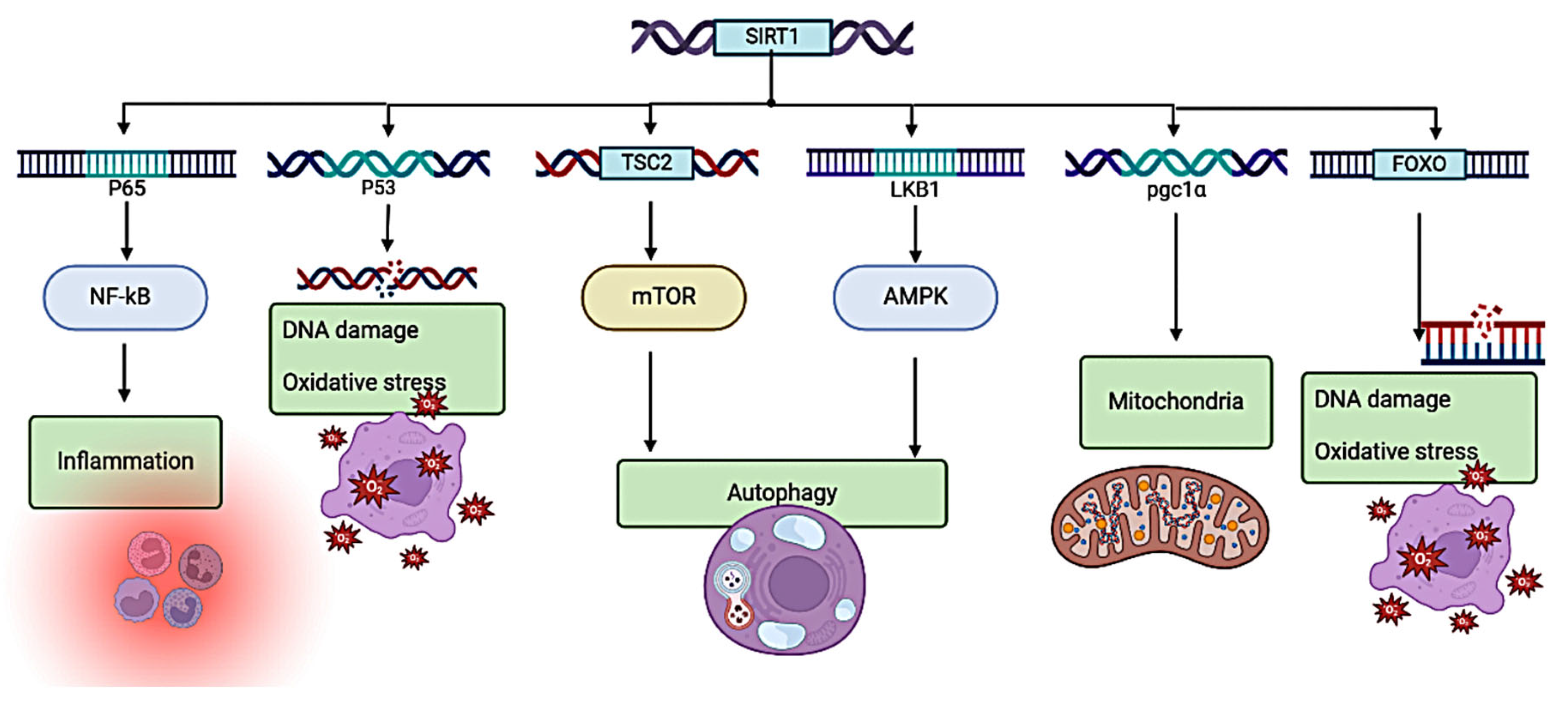 Preprints 122038 g004