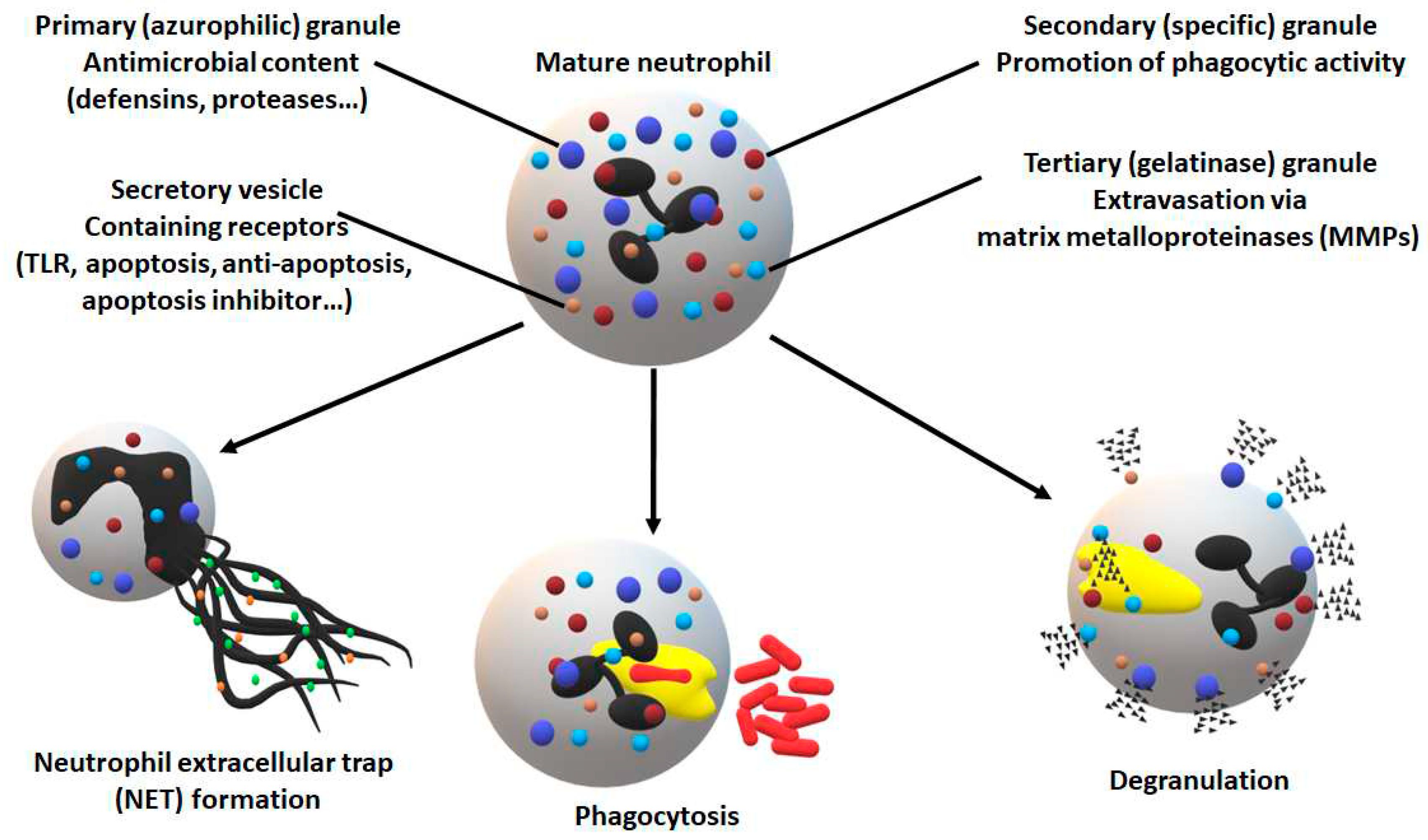 Preprints 78661 g001