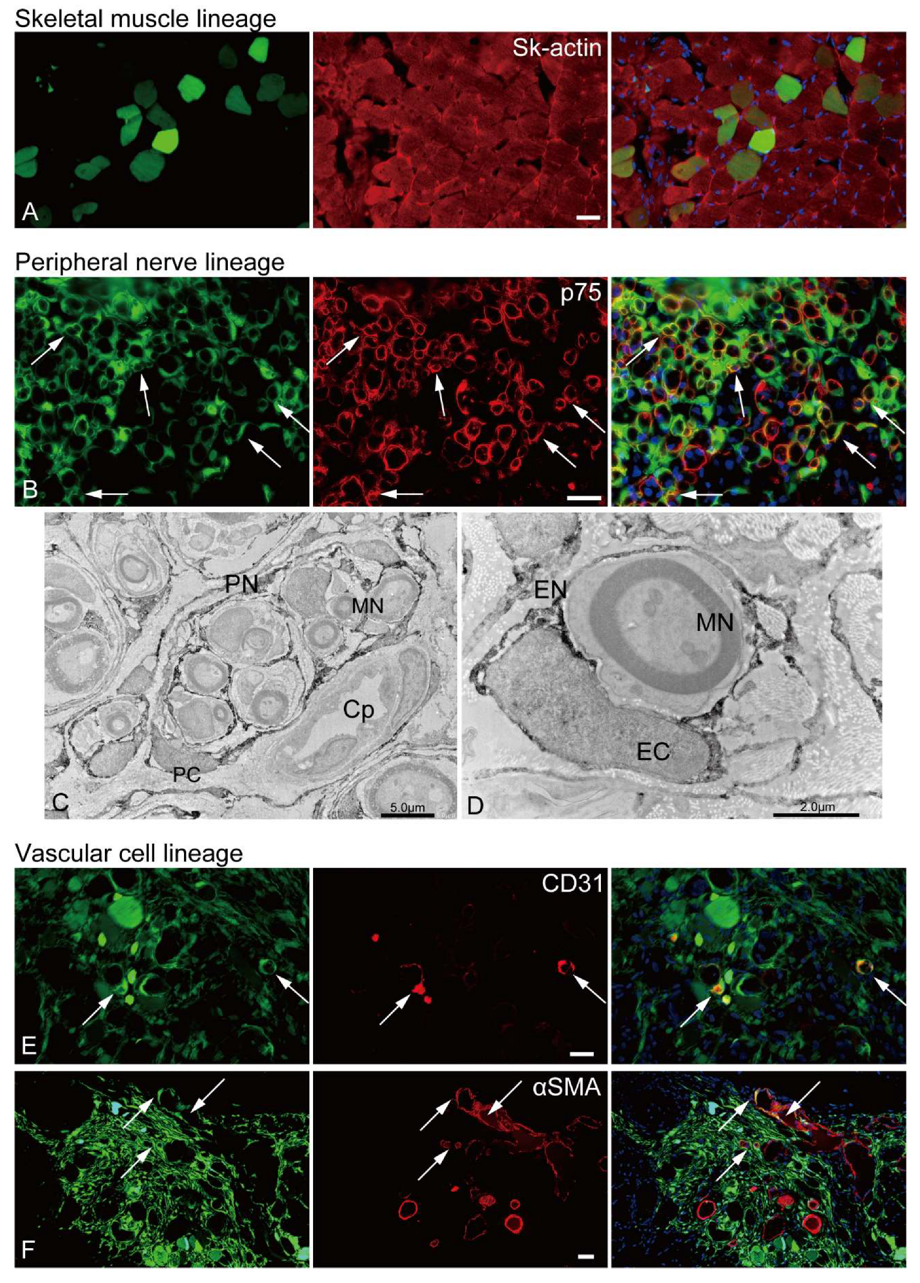 Preprints 73457 g005